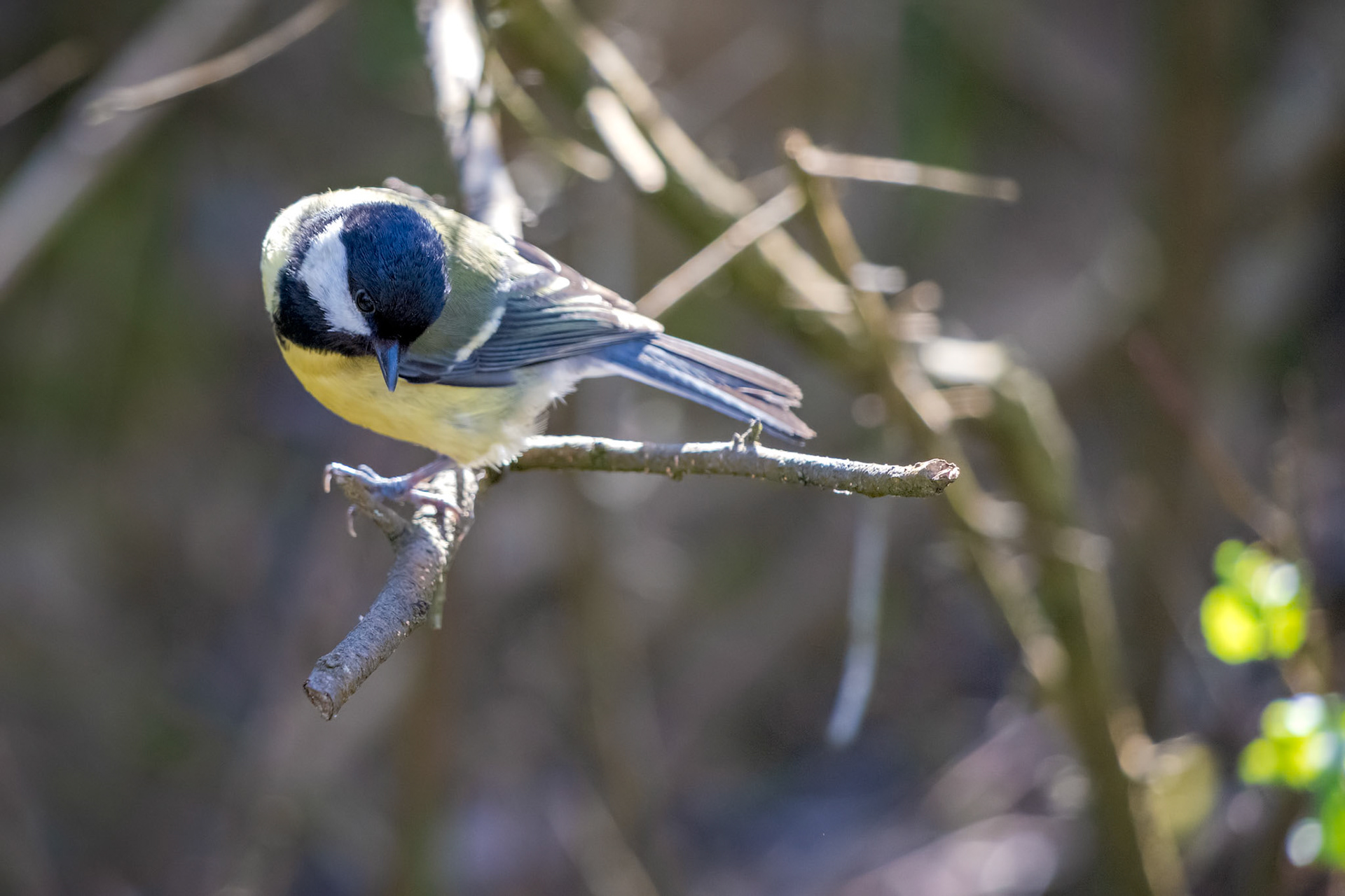 Great Tit perched on a branch