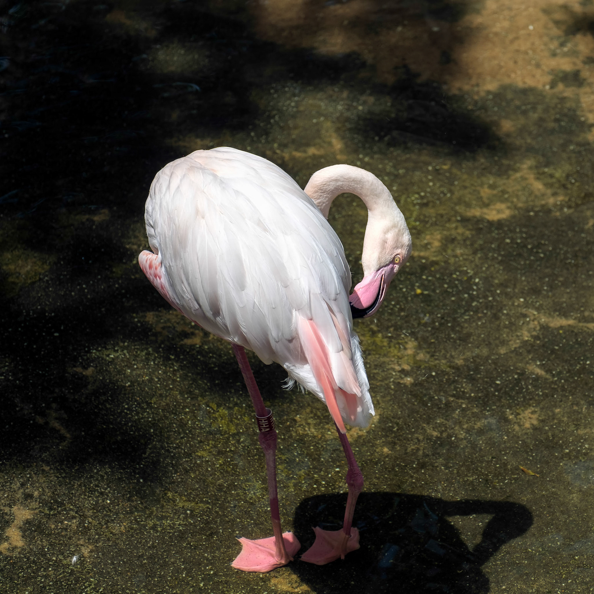 Greater Flamingo (Phoenicopterus roseus) at the Bioparc Fuengirola