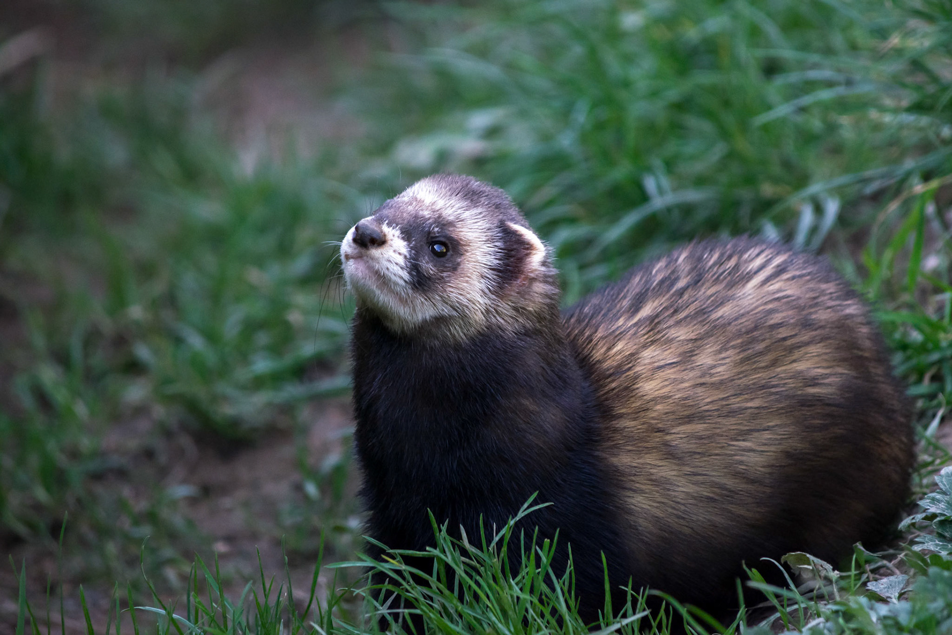 European Polecat (Mustela putorius)