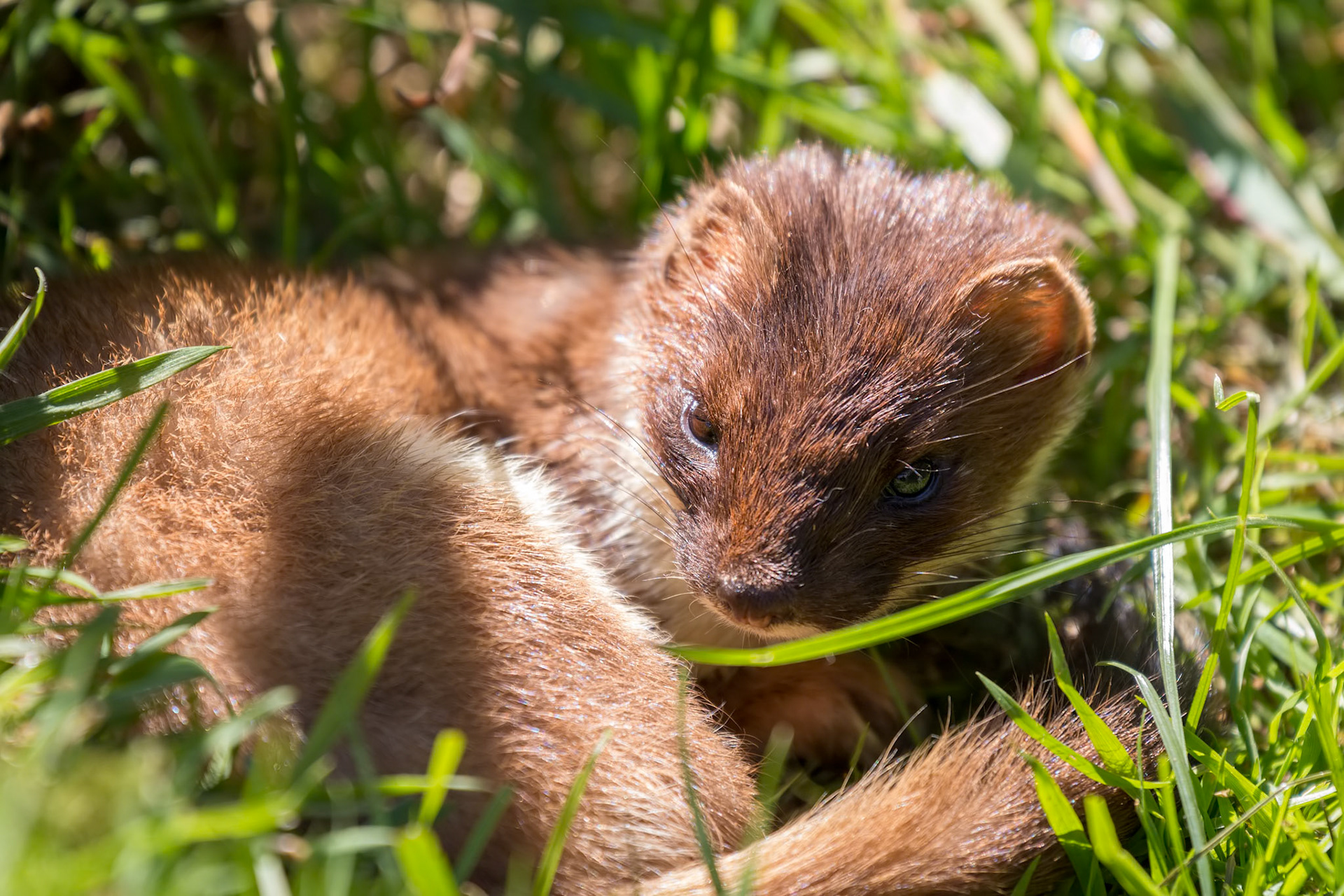 Stoat (Mustela erminea) resting in the sunshine