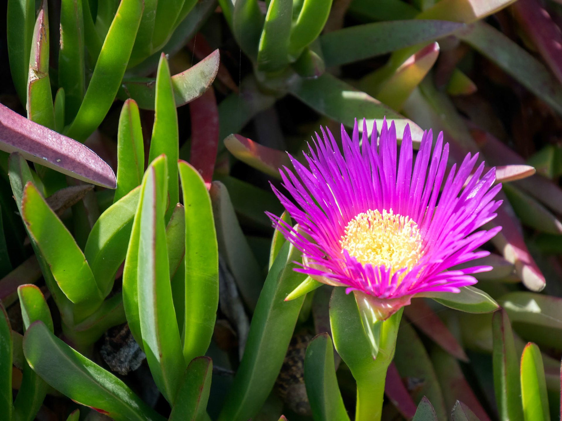 Purple Flowers (Carpobrotus edulis)