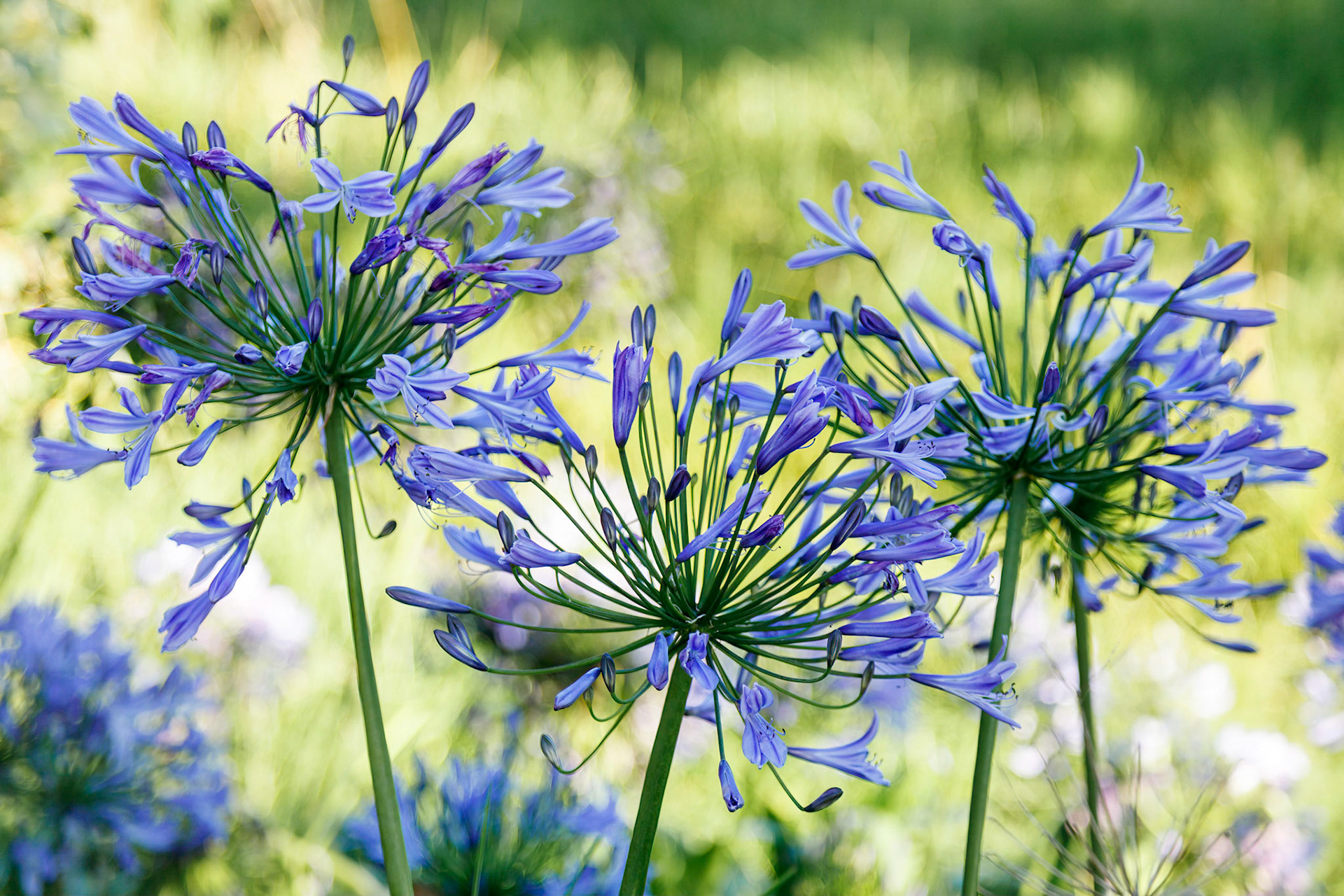 Blue Agapanthus (africanus) growing wild in New Zealand