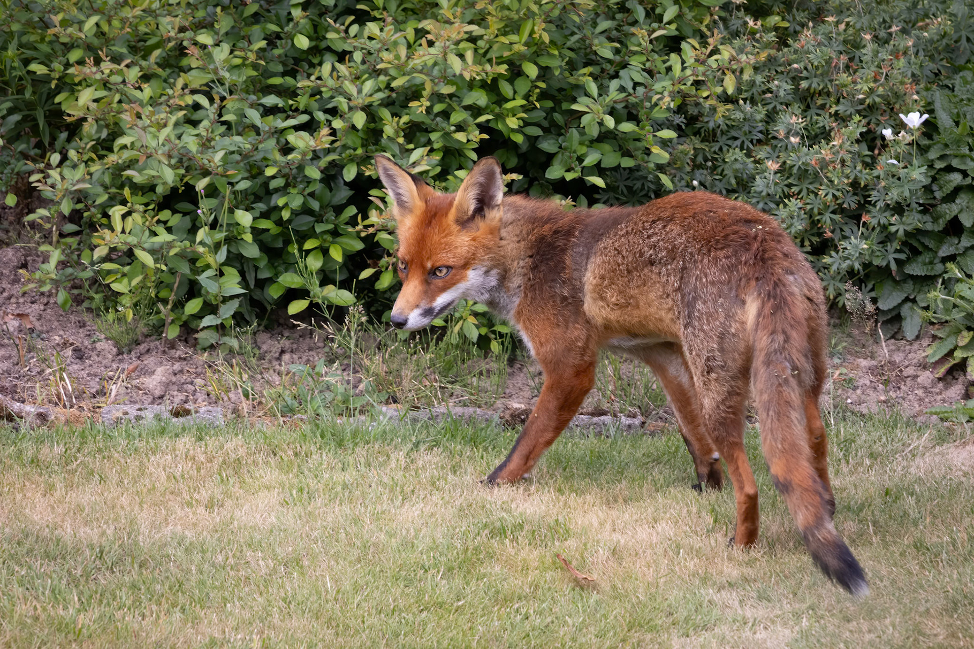 Close-up of a Red Fox, Vulpes vulpes, in an English garden