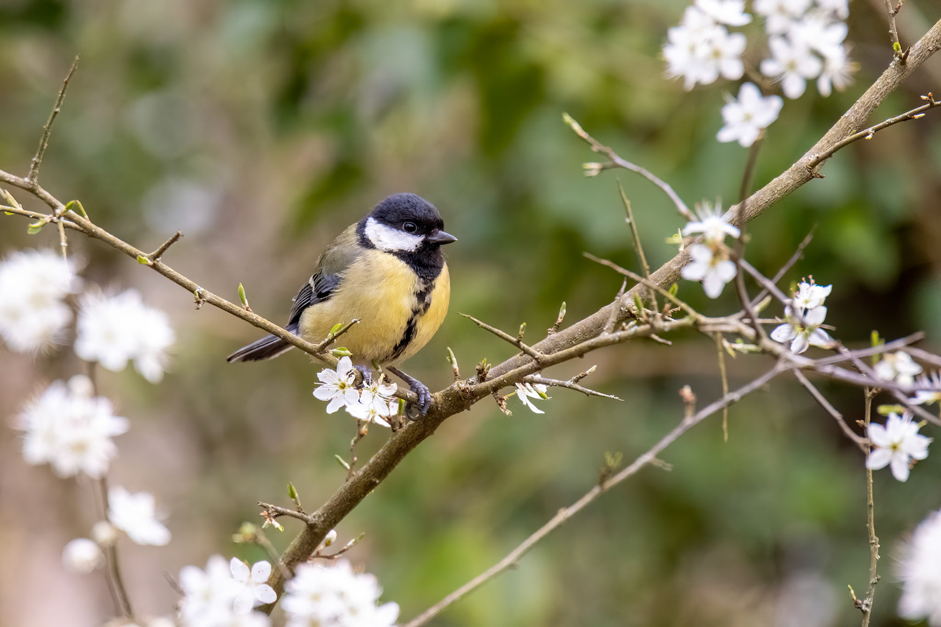 Great Tit perched on a branch