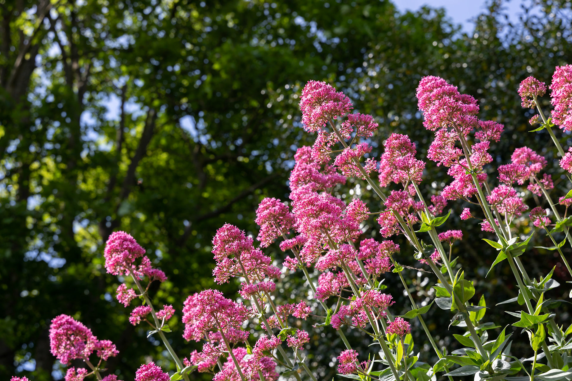 Pink Valerian flowers growing from a wall in Bristol
