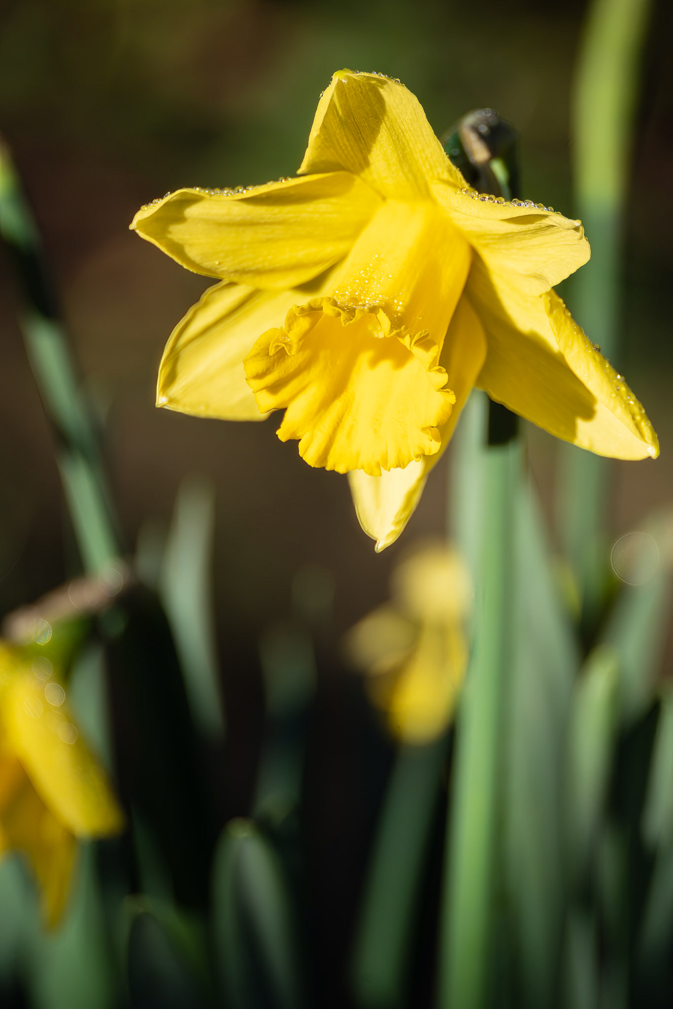 Vibrant yellow Daffodil flowering in East Grinstead