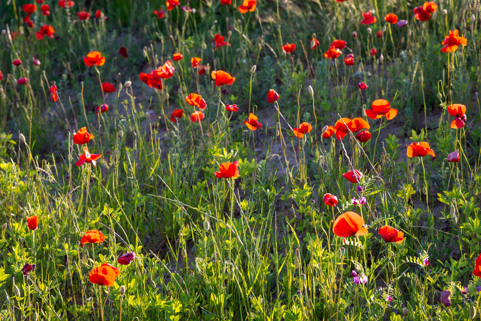 Evening sunshine illuminating a Poppy field in Tuscany