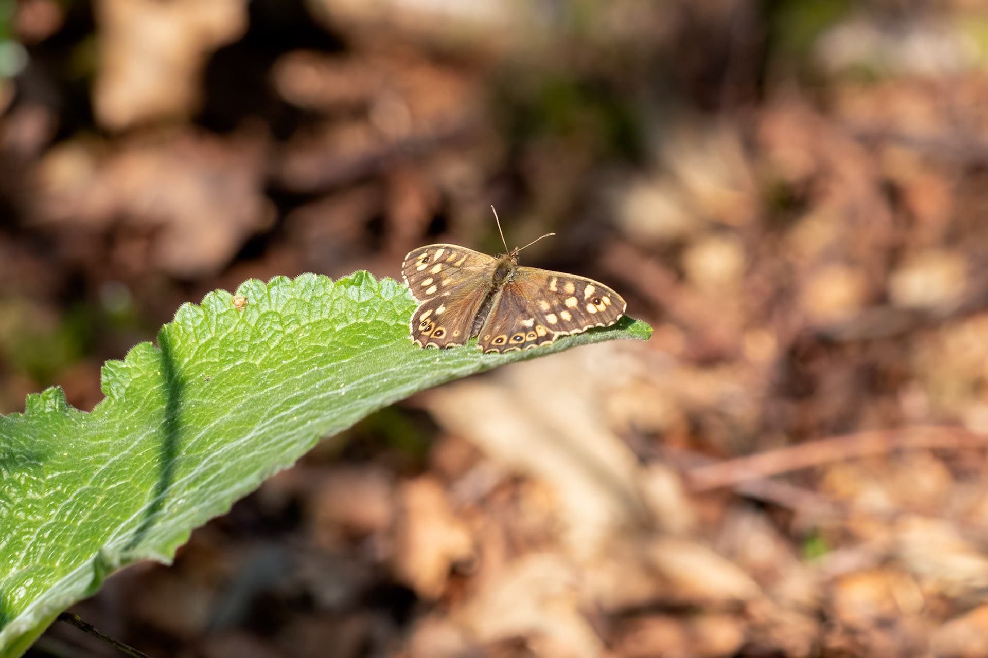 Speckled Wood Butterfly (Pararge aegeria) sitting on a leaf in the spring sunshine