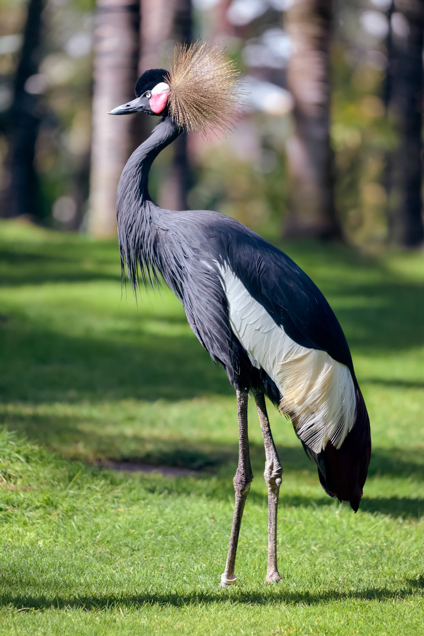 Black Crowned Crane