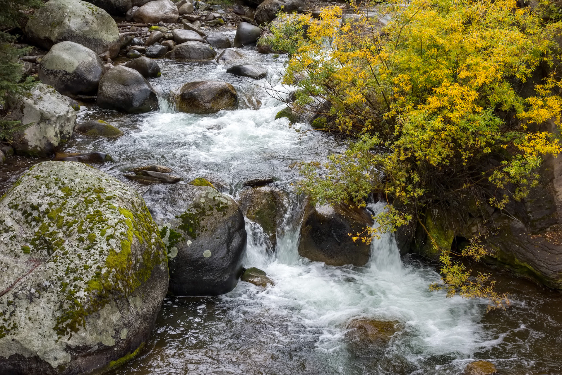 Rapids in Yellowstone