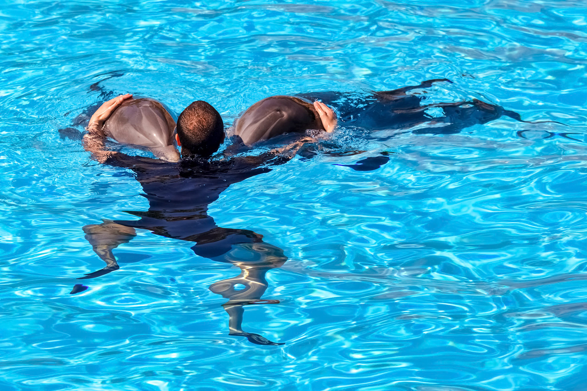Dolphin Show at Loro Parque
