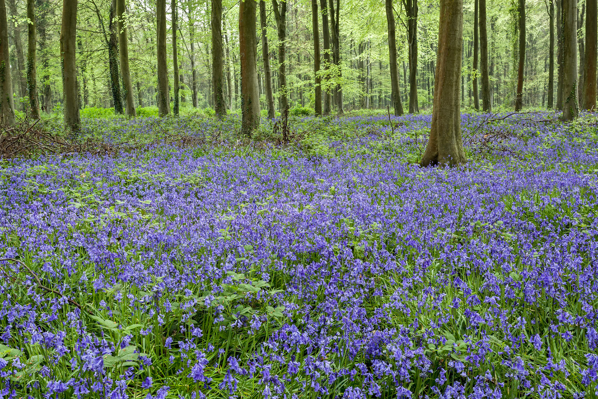 Bluebells in Wepham Woods