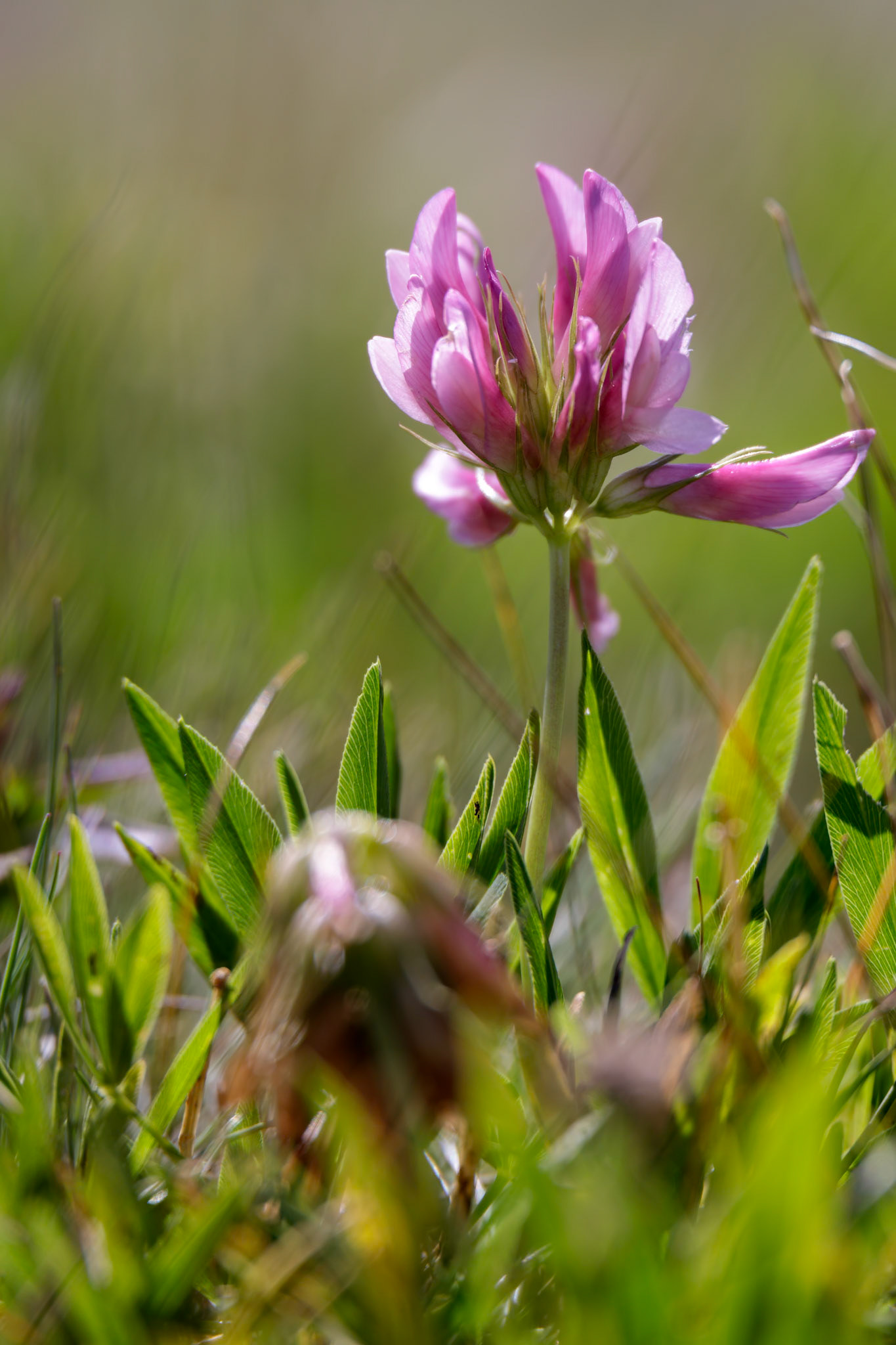 Alpine Clover (Trifolium alpinum) growing wild in the Dolomites