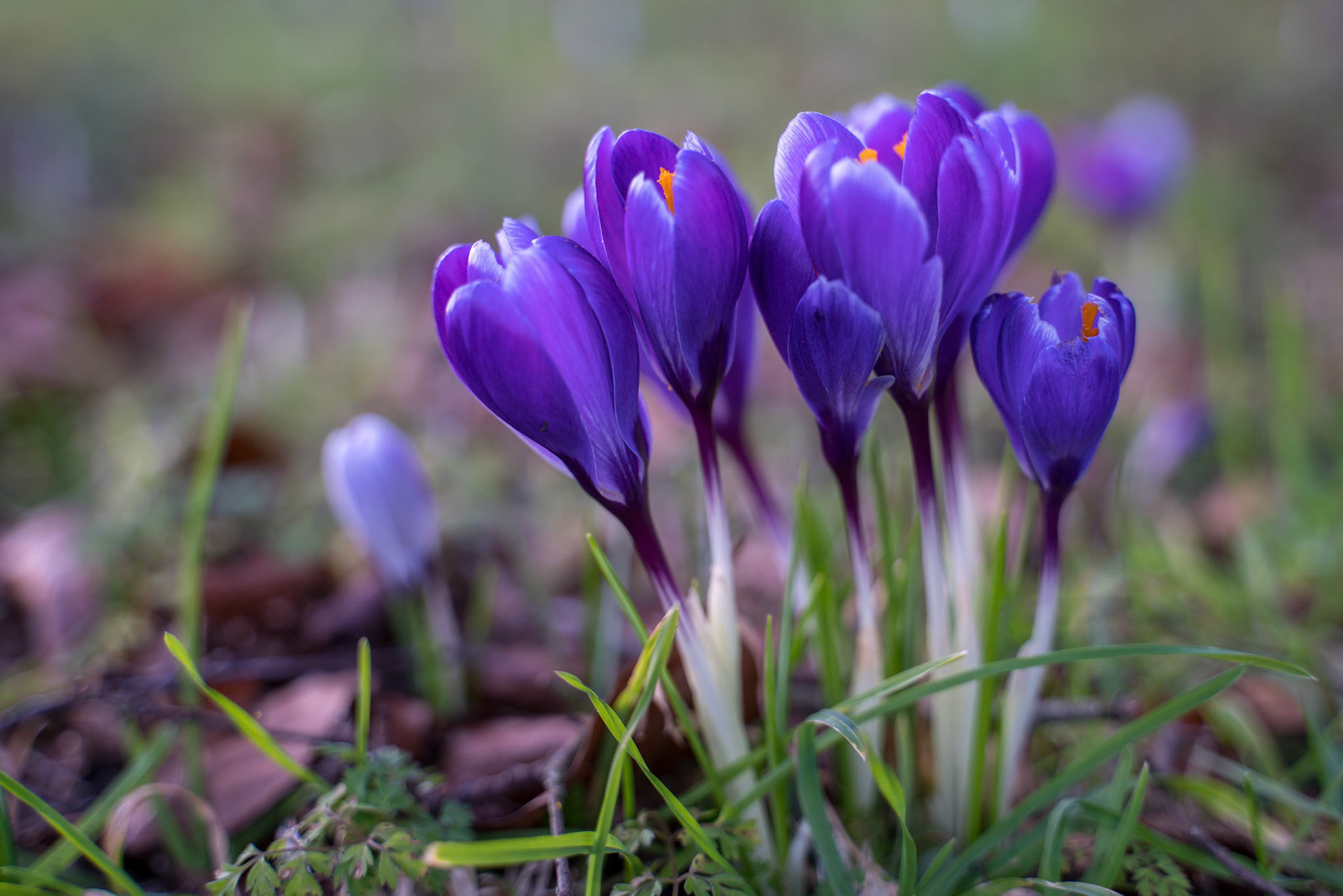 Crocuses Flowering in East Grinstead