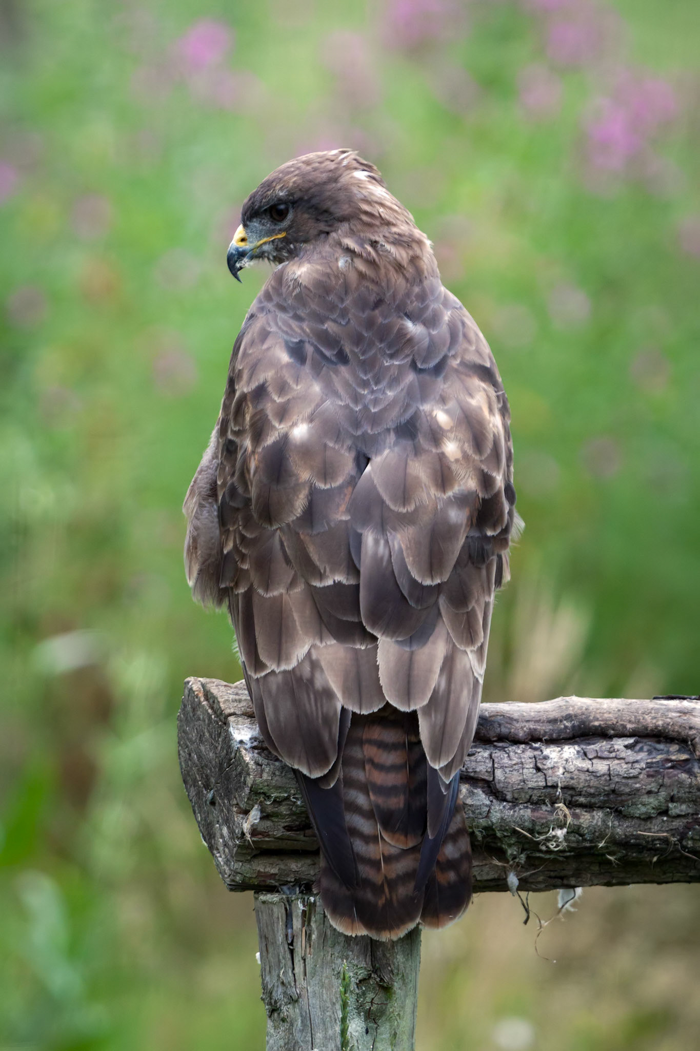 Golden Eagle (Aquila chrysaetos)