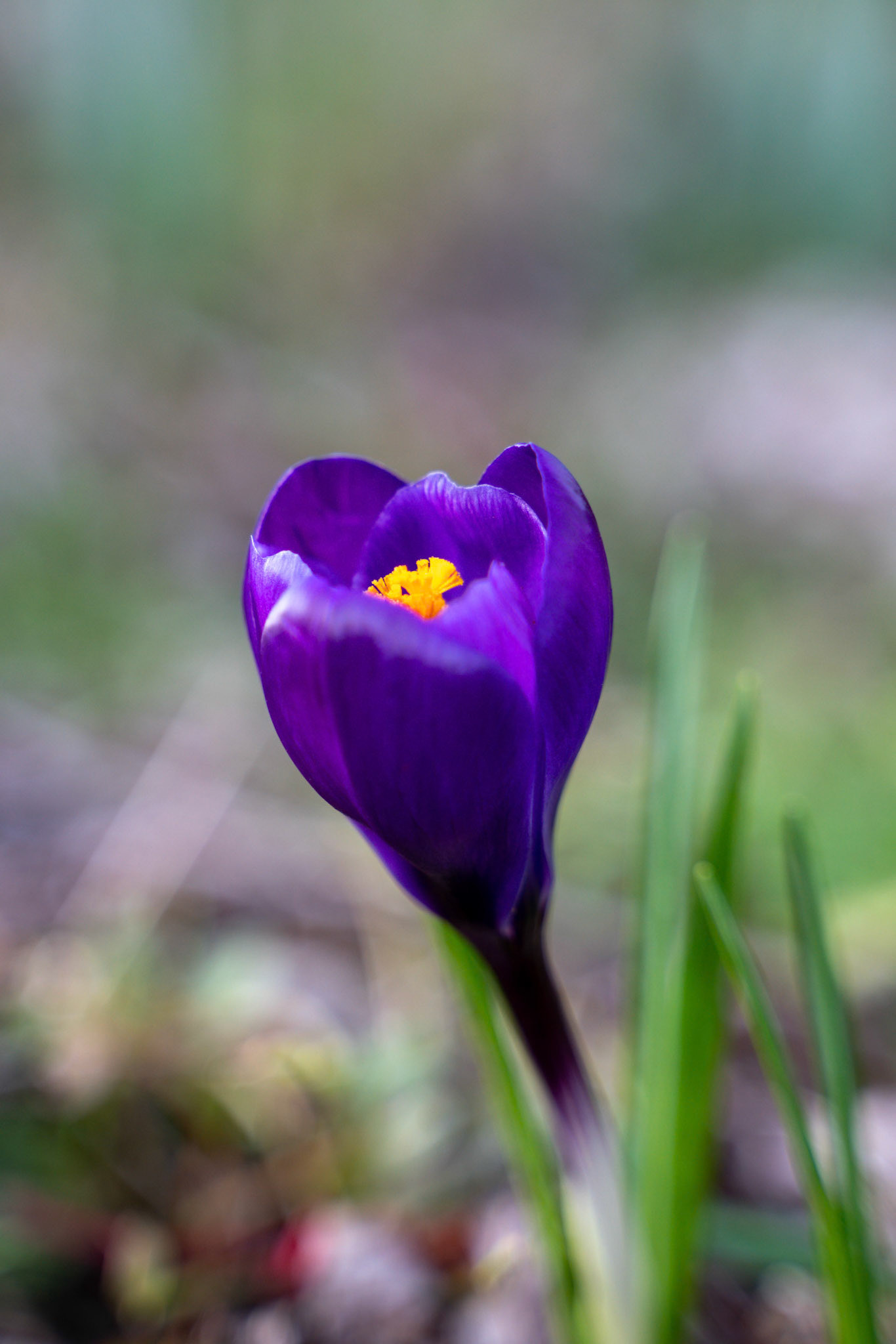 Crocus Flowering in East Grinstead
