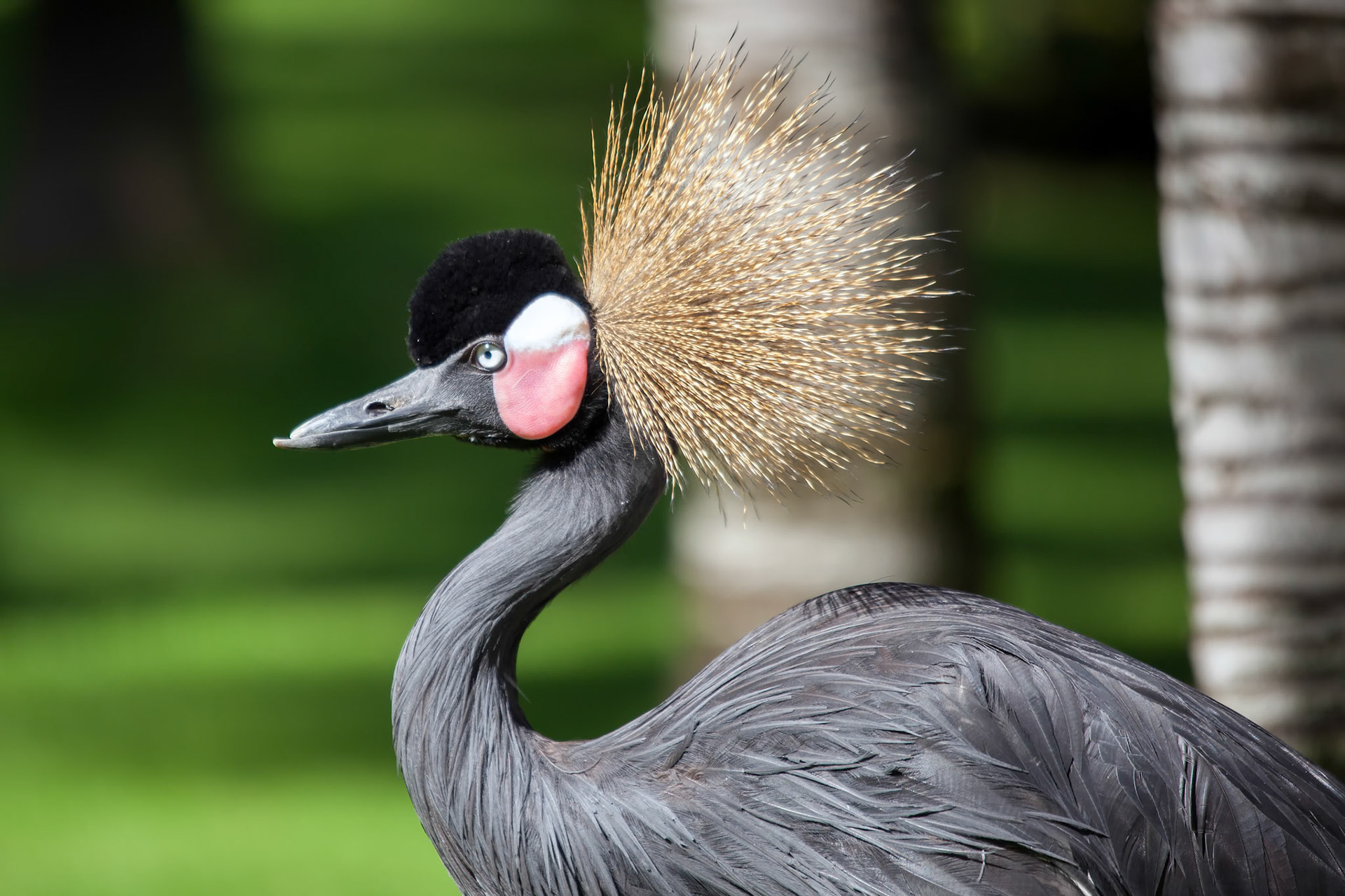 Black Crowned Crane (Balearica pavonina)