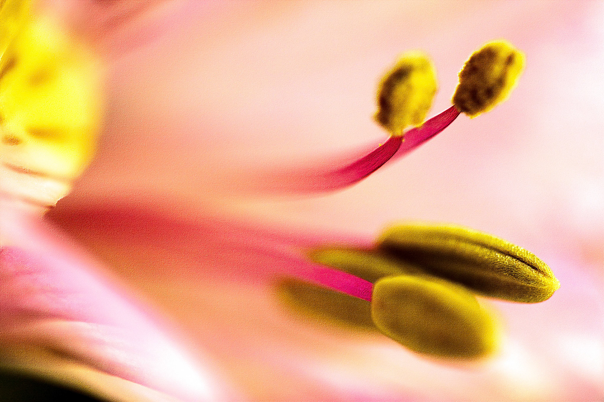 Freesia Macro Shot