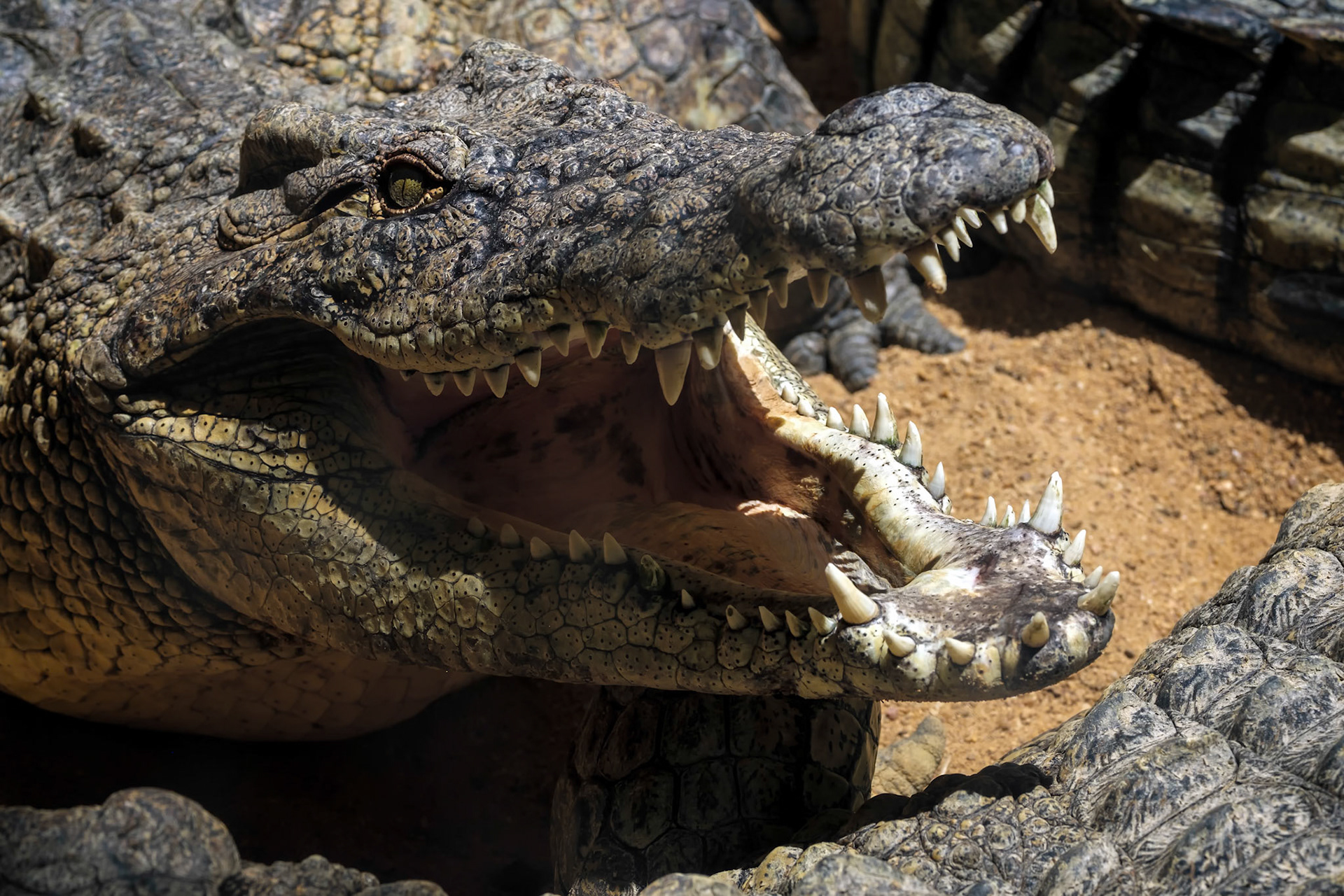 Nile Crocodile (Crocodylus niloticus) at the Bioparc Fuengirola