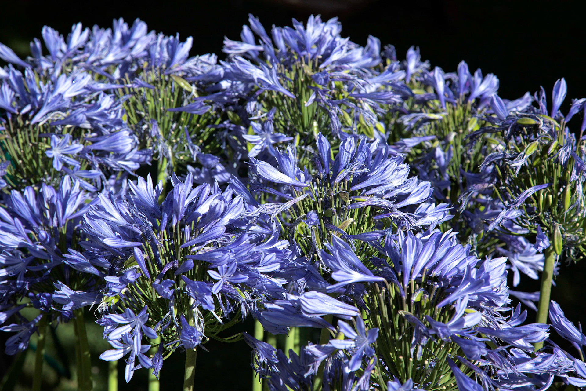 Vivid Blue Agapanthus (africanus)