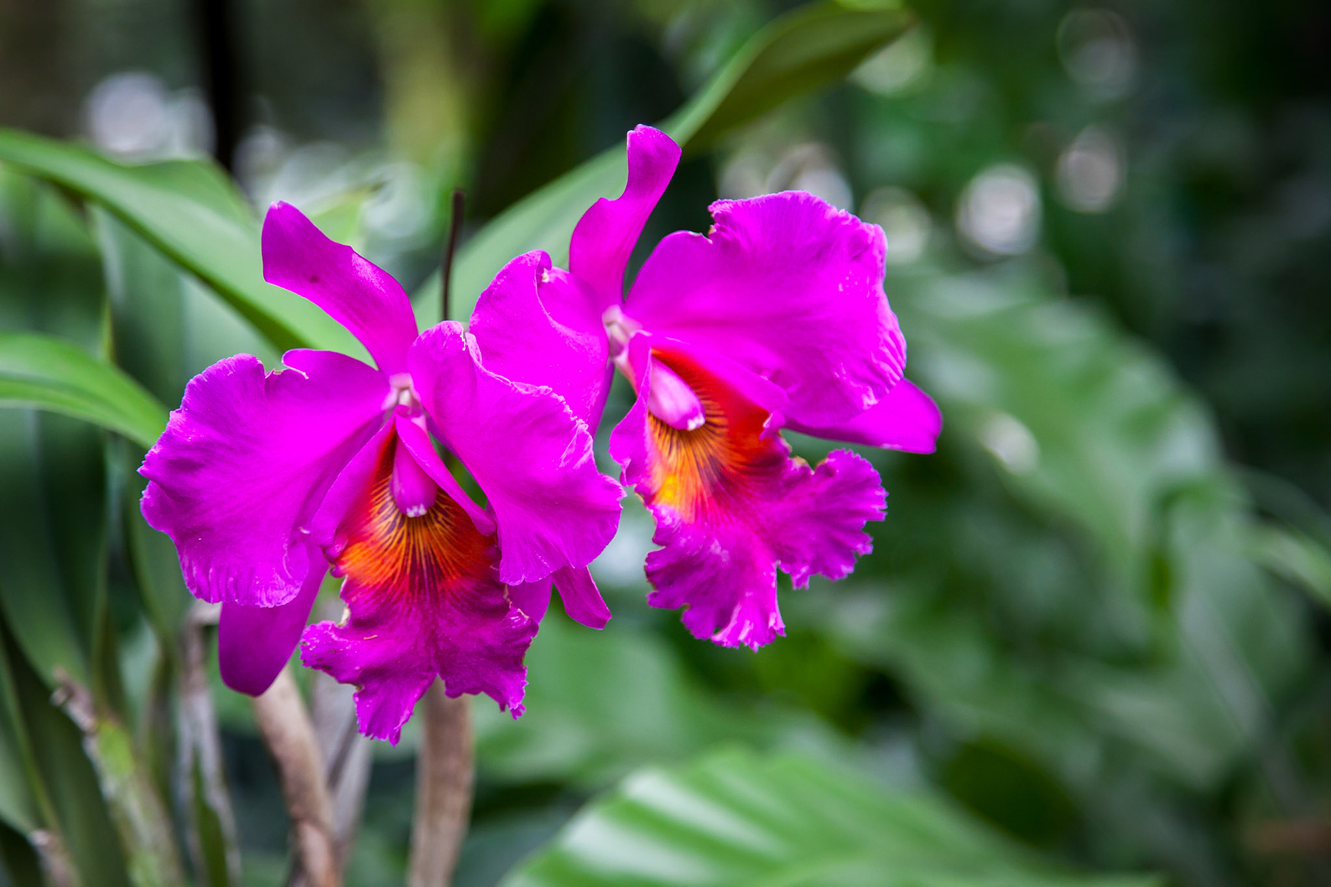 Orchid in Singapore Botannical Gardens