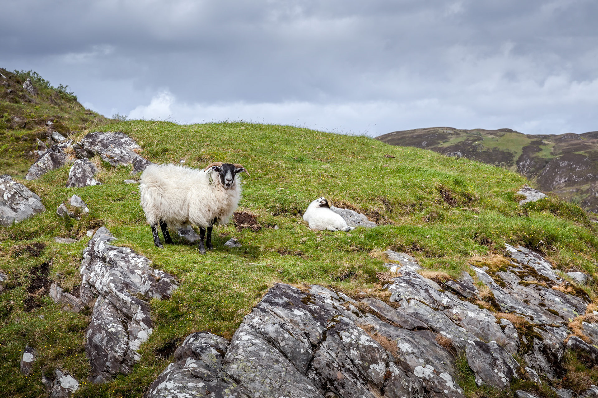 Scottish Blackface ewe and lamb on a hillside near Loch Morar