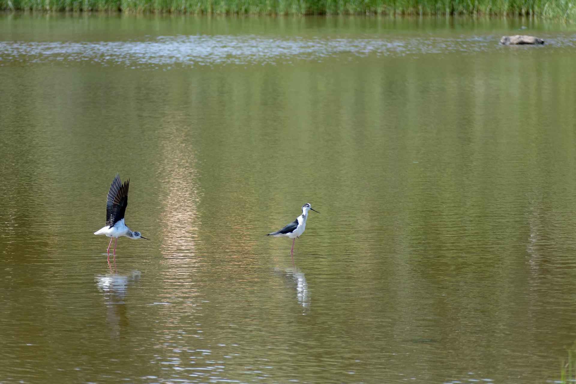 Black-winged Stilt, Common Stilt, or Pied Stilt (Himantopus himantopus)