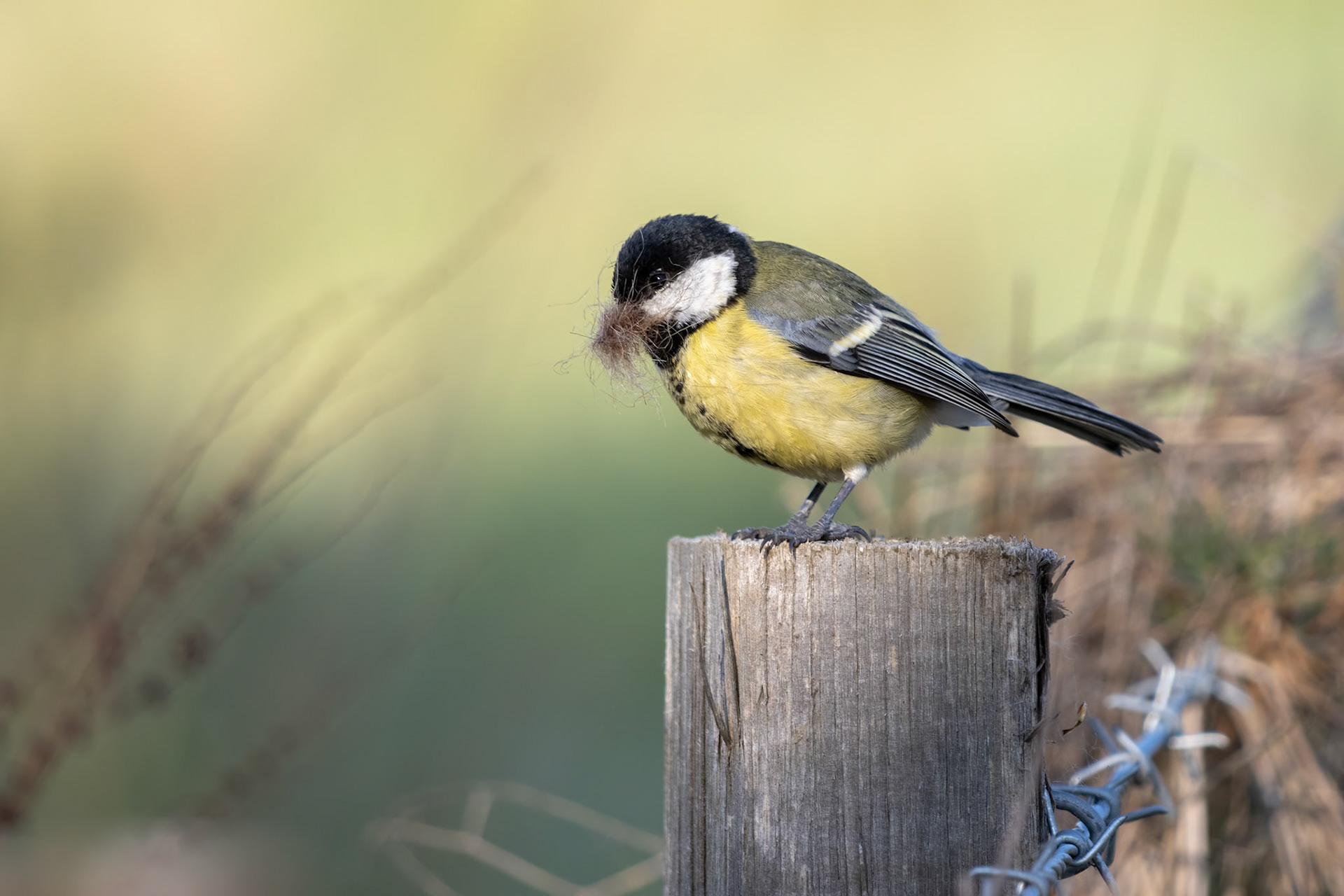 Great Tit perched on awooden post with nesting material in it's beak