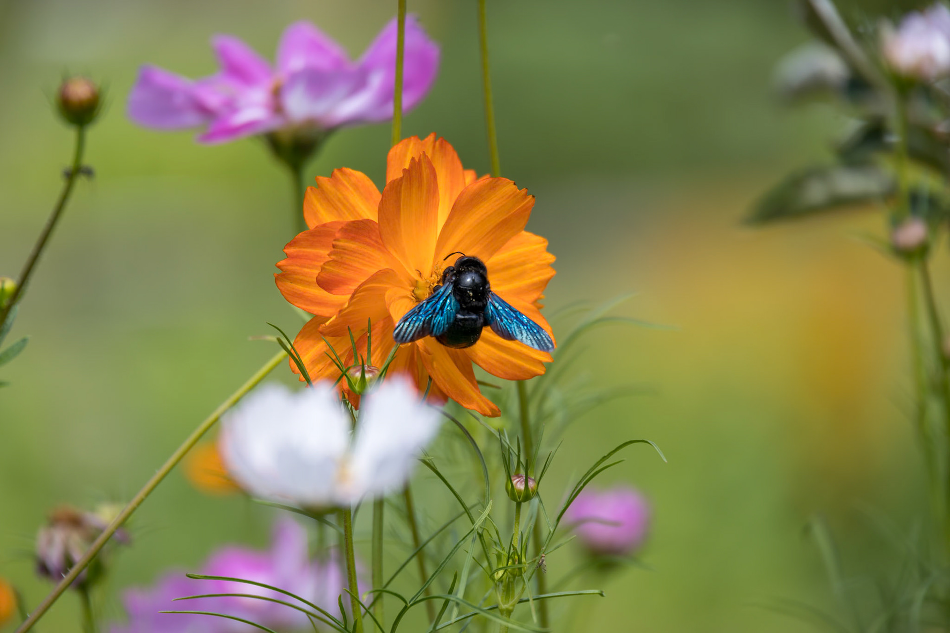 Carpenter Bee feeding on a Garden Cosmos (Cosmos sulphureus Cav.) in Italy