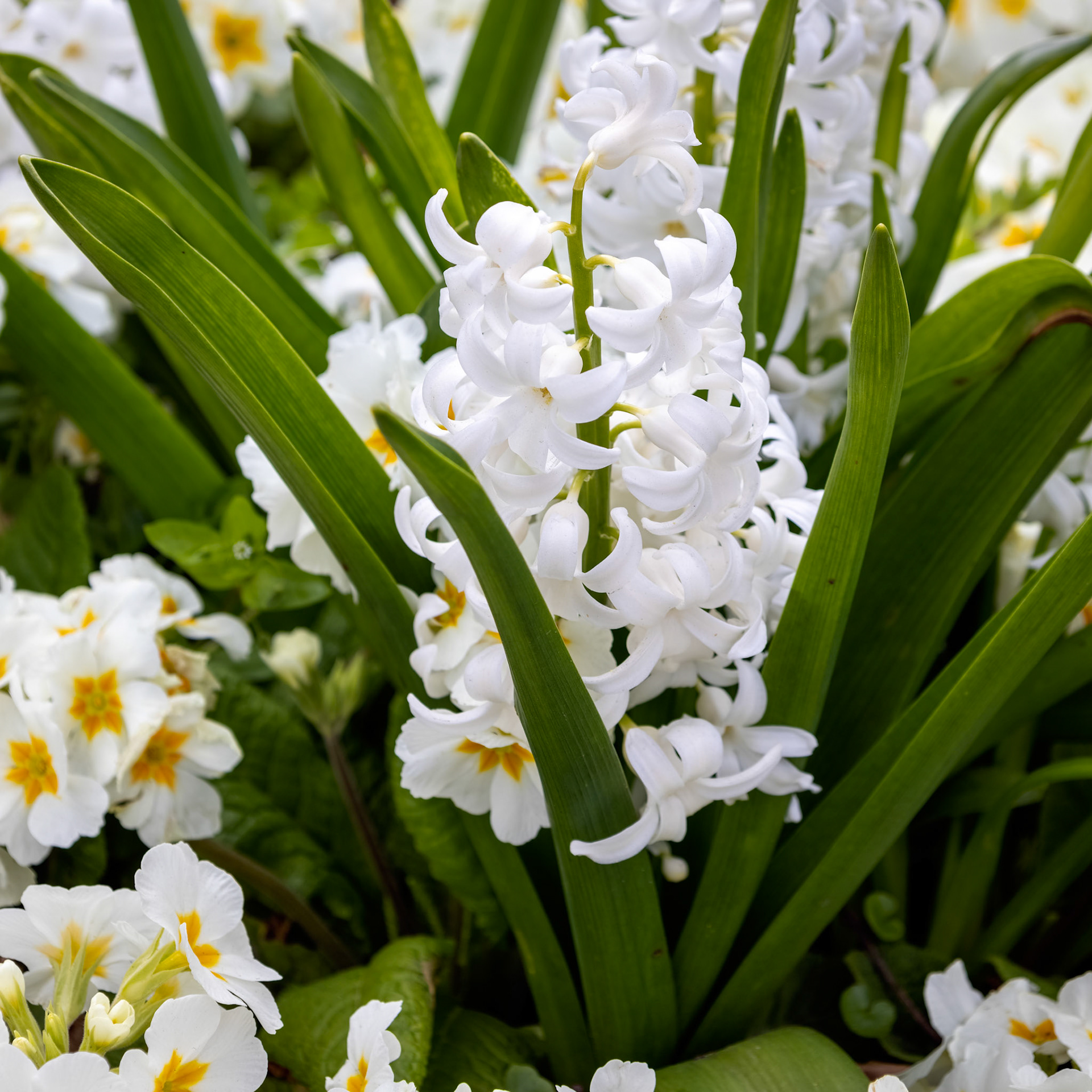 White Hyacinth flower blooming in a flowerbed in East Grinstead