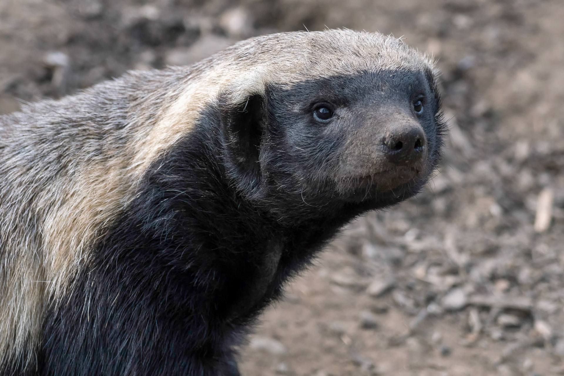 Honey Badger (Mellivora capensis)