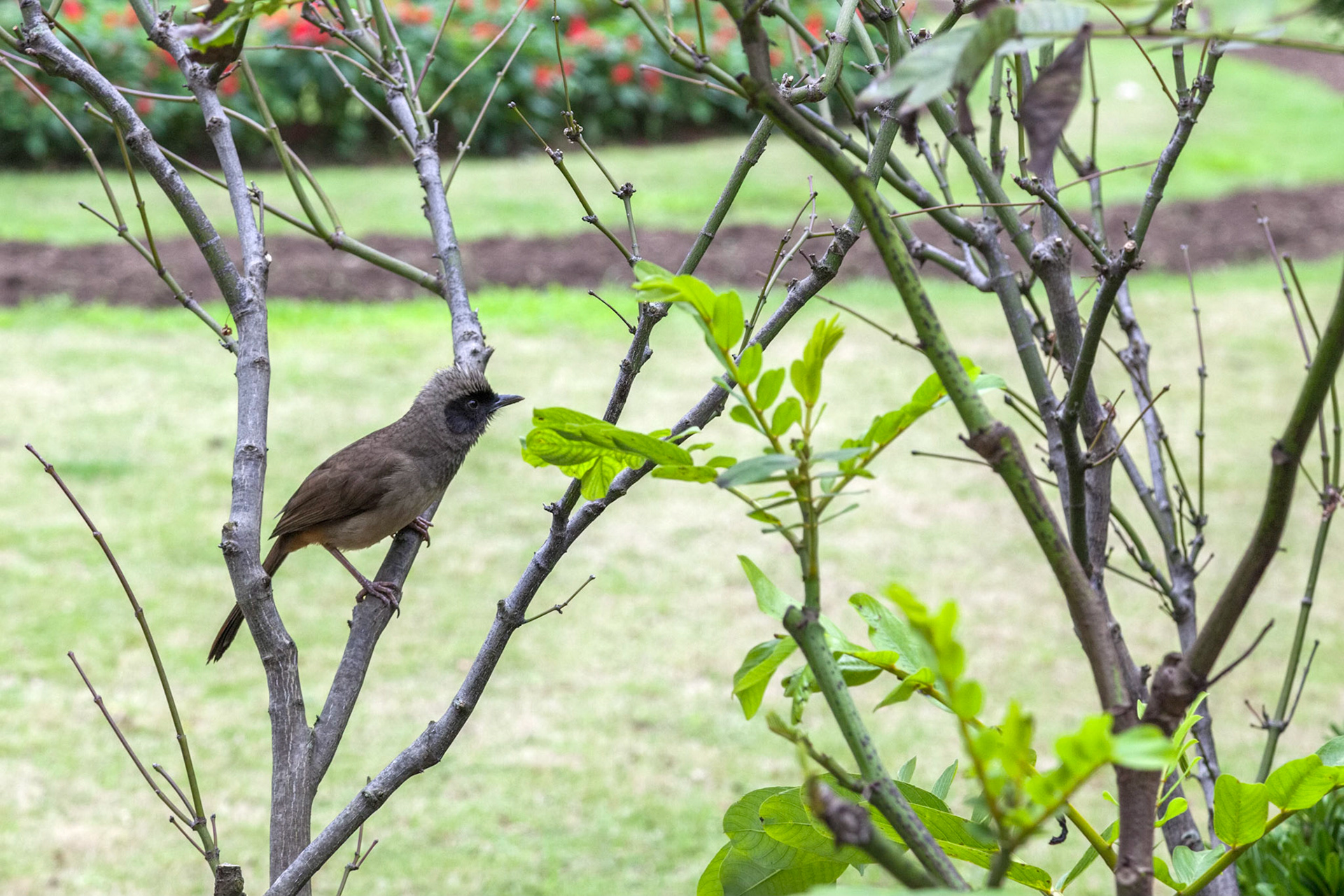 Masked Laughingthrush (Pterorhinus perspicillatus) in a park in Hongkong