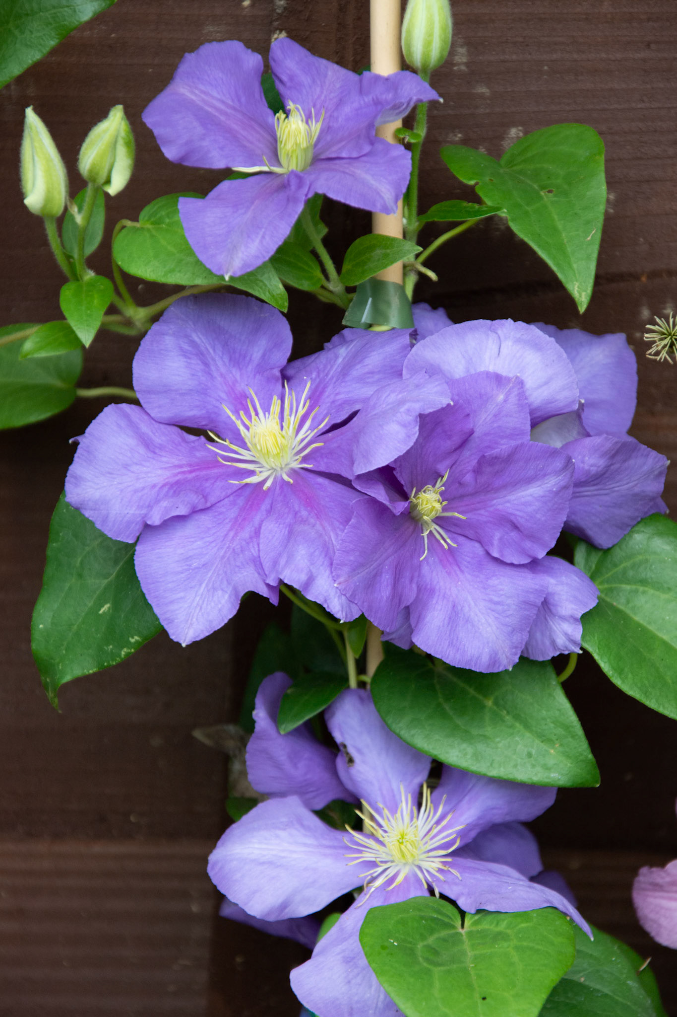 Clematis General Sikorski