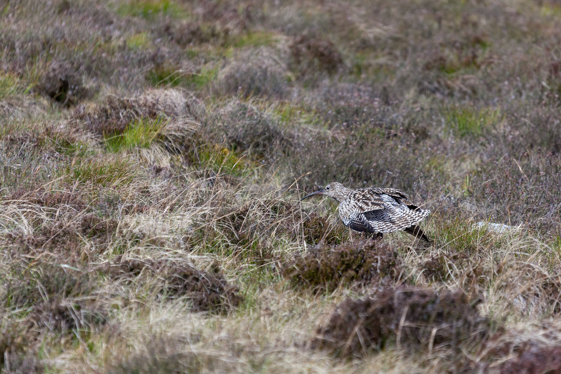 Eurasian Curlew feigning injury to lure predators away from her nest