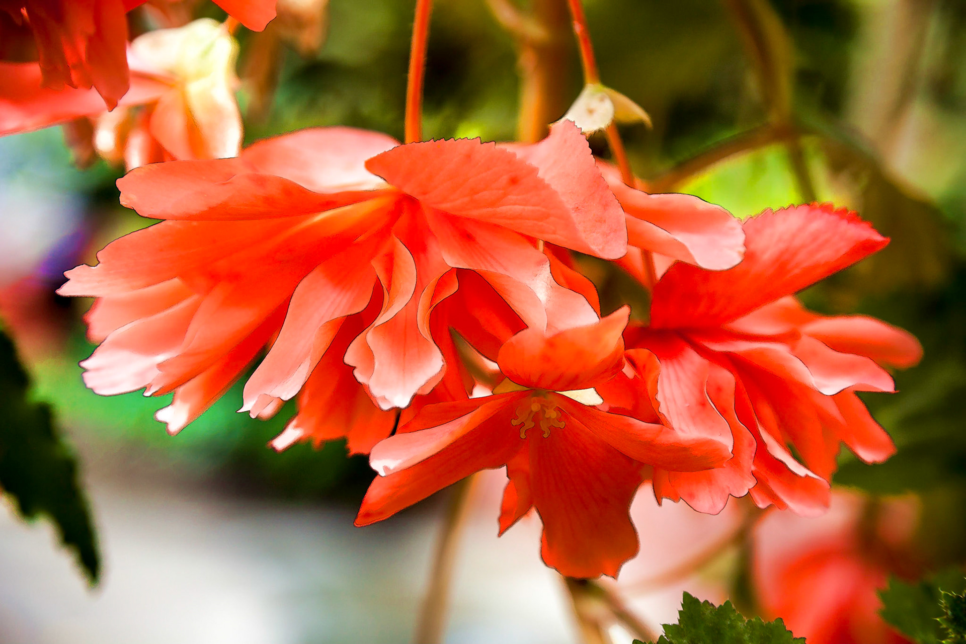 Trailing Begonia