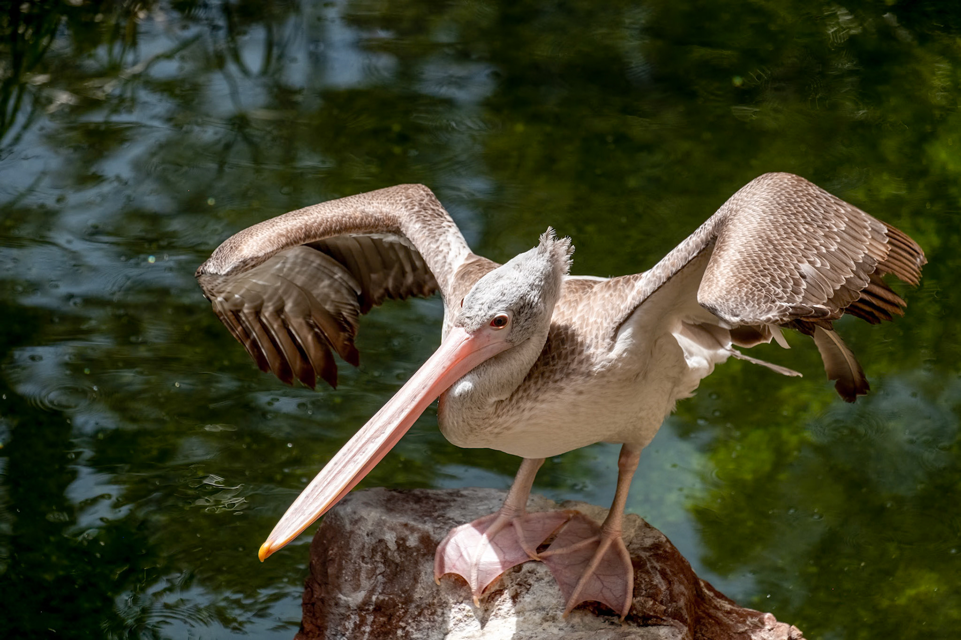 Spot-Billed Pelican (Pelecanus philippensis) at the Bioparc Fuengirola