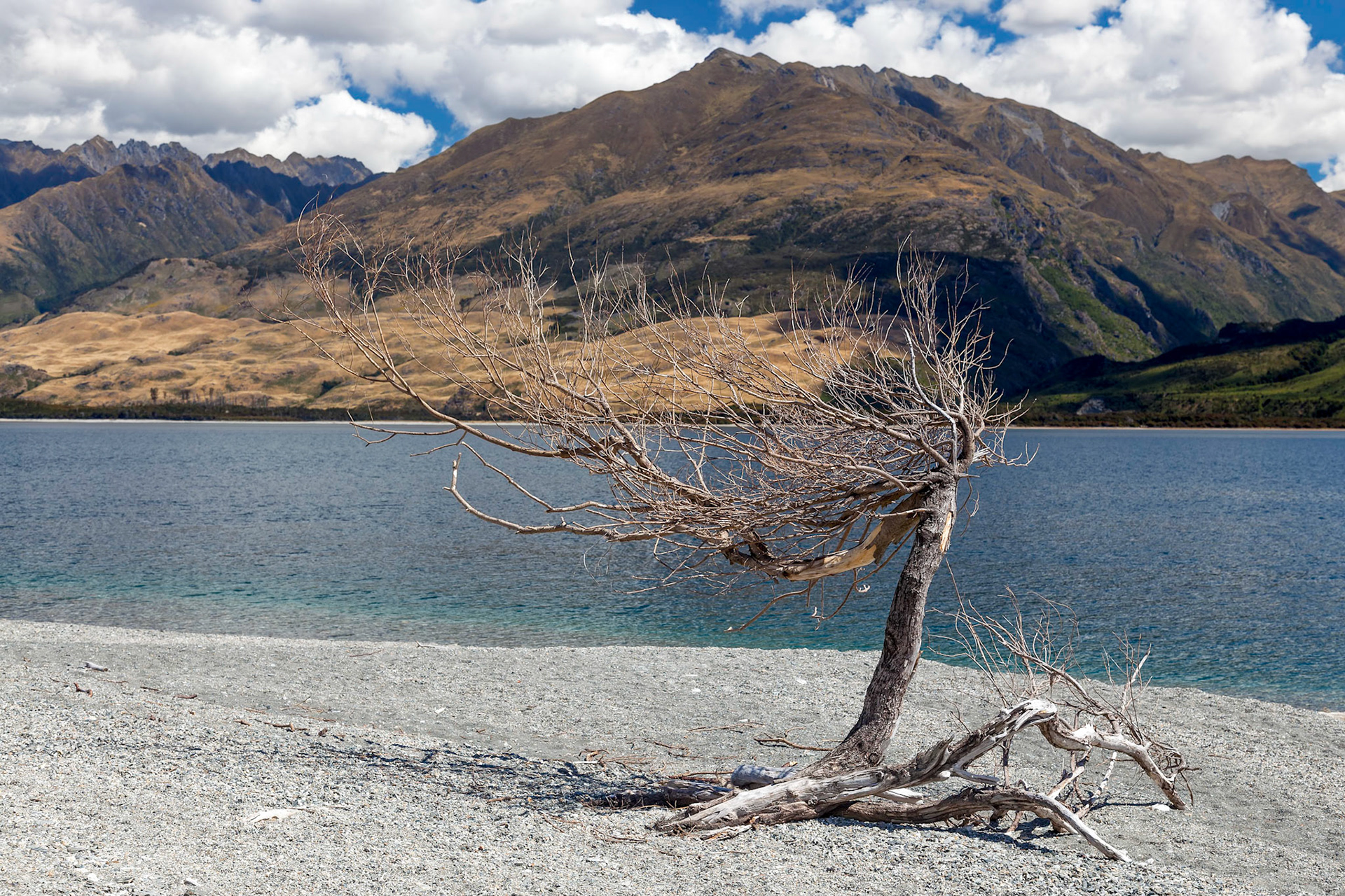 Dead tree on the banks of Lake Wanaka in New Zealand