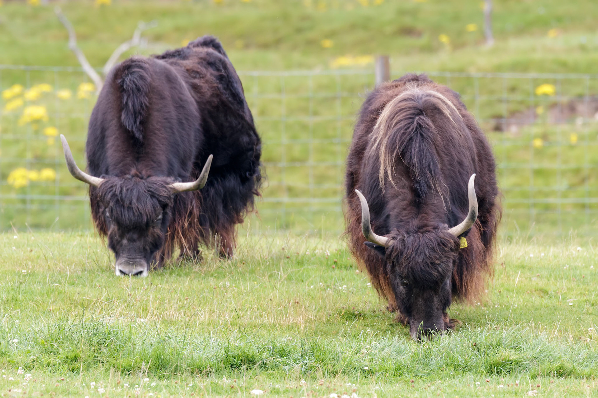 A pair of Yak (Bos grunniens) grazing