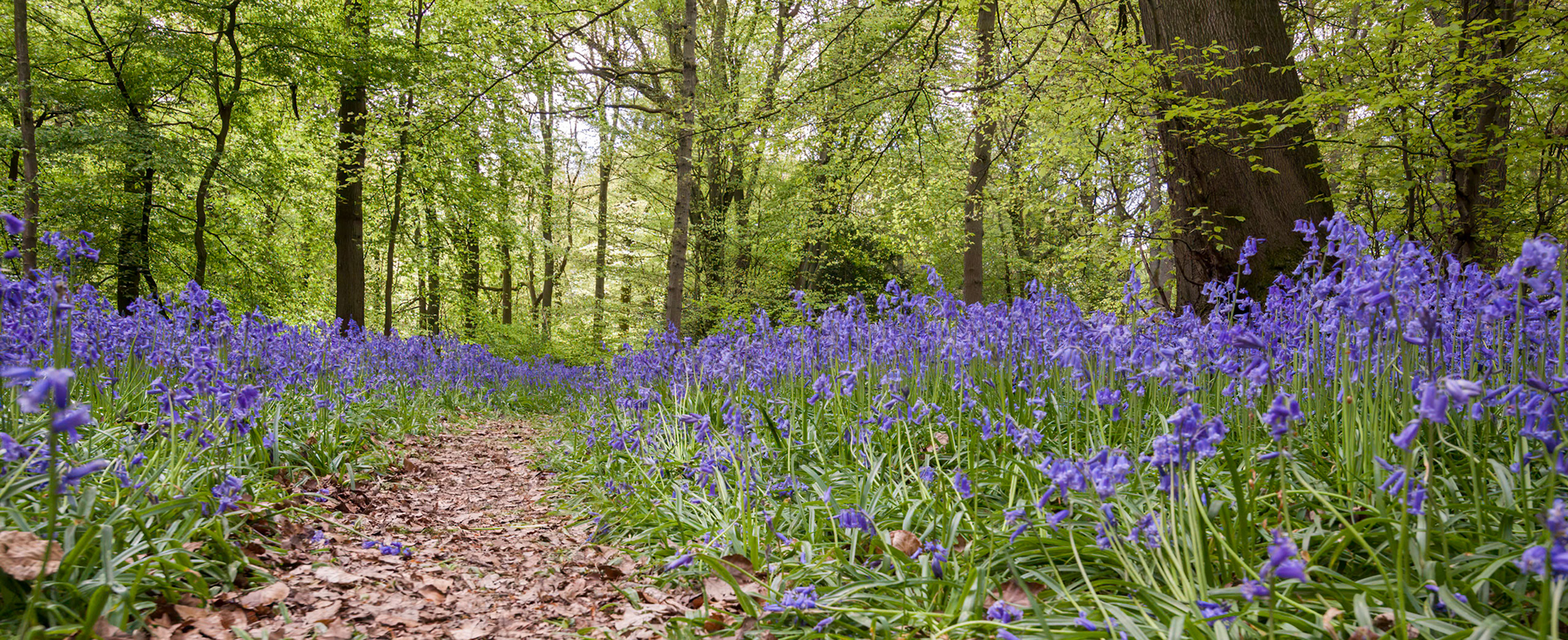 Bluebells in Staffhurst Woods near Oxted Surrey