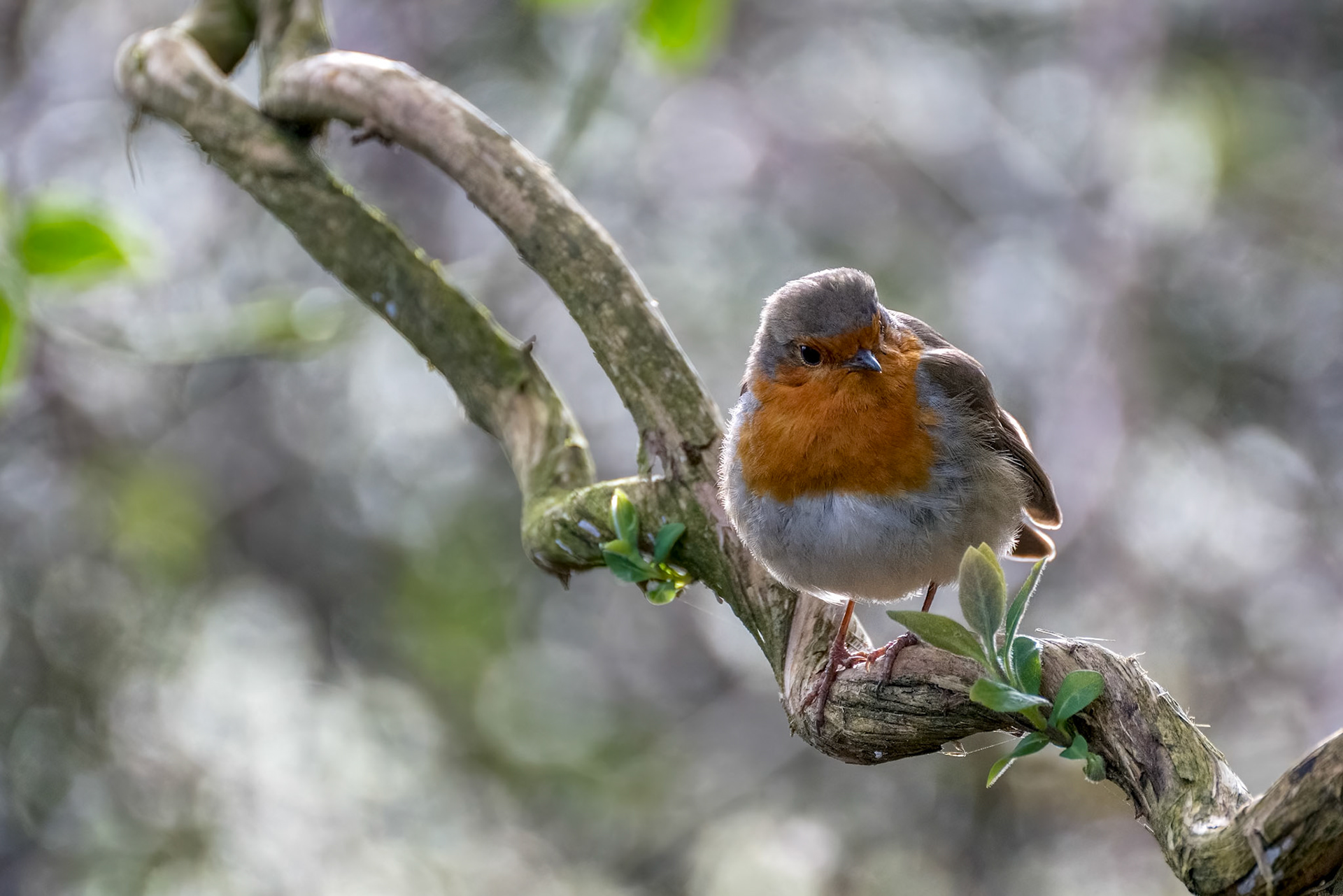 Robin looking alert in a tree on a cold spring day