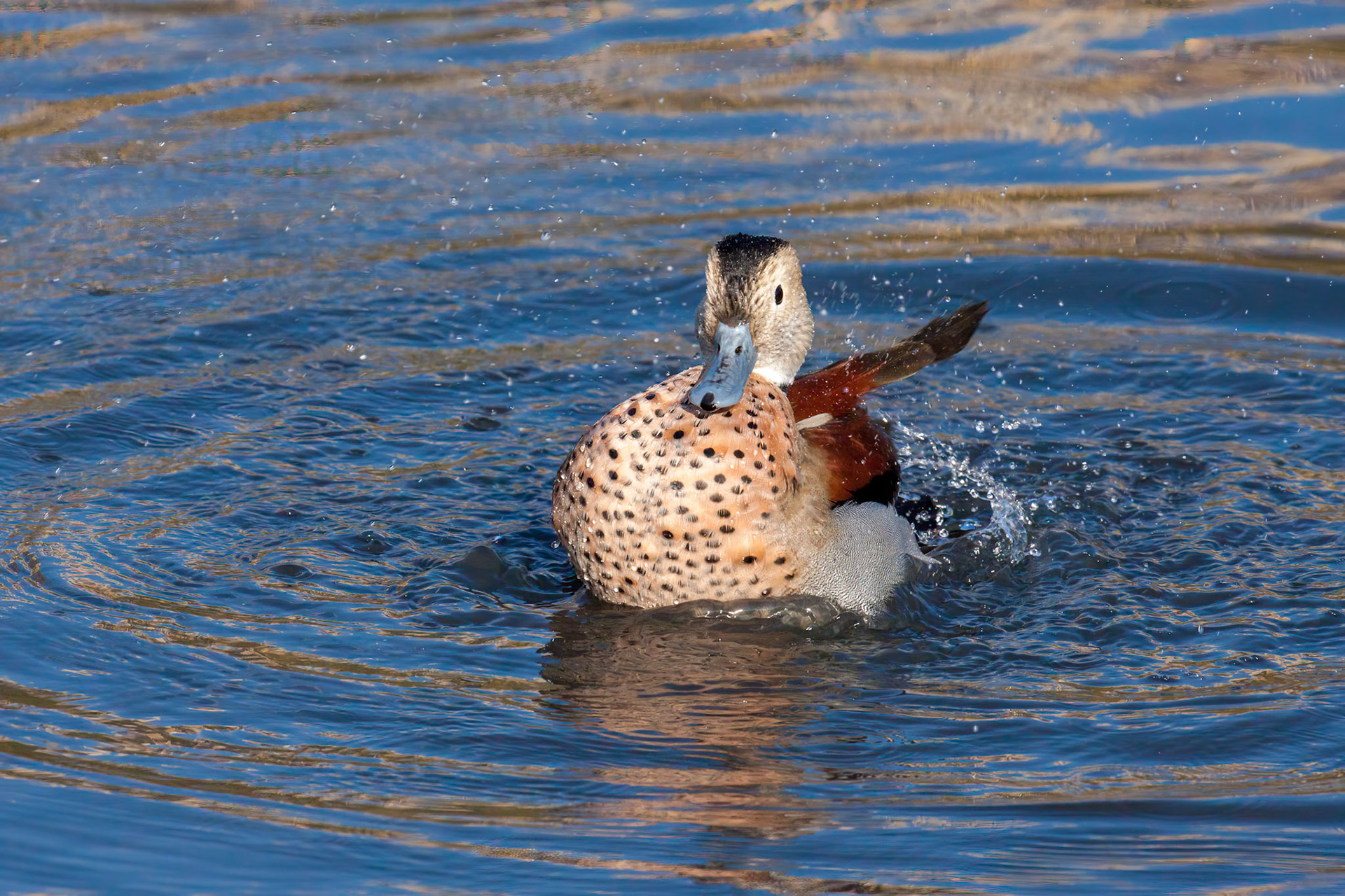 Ringed Teal (Callonetta leucophrys) splashing about in s a lake in London