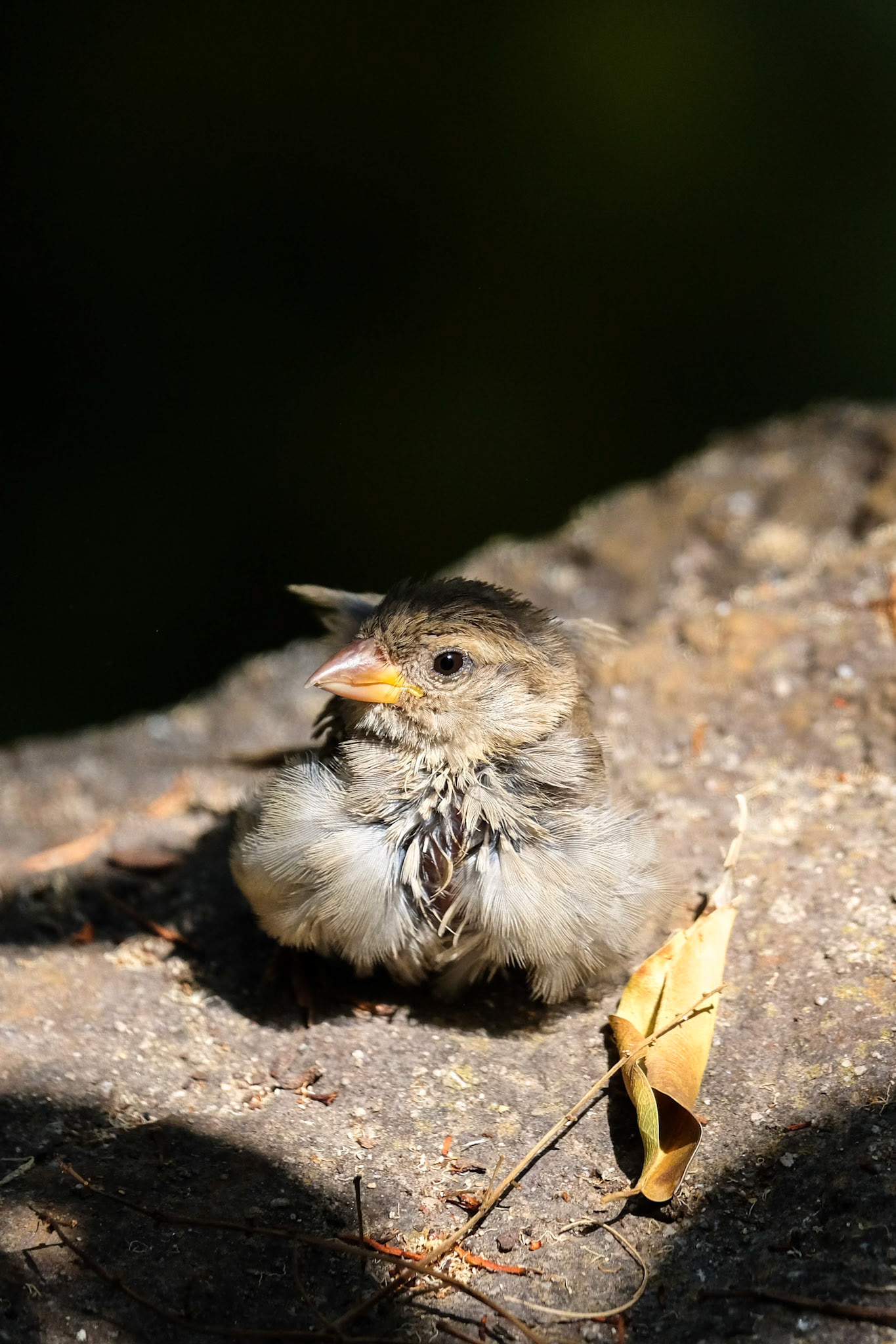 Baby Sparrow (Passeridae) Resting on a Rock in the Sunshine