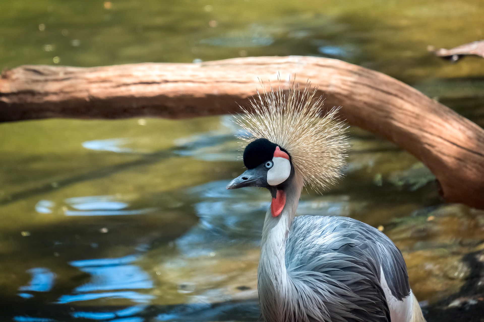 Black Crowned Crane at the Bioparc in Fuengirola