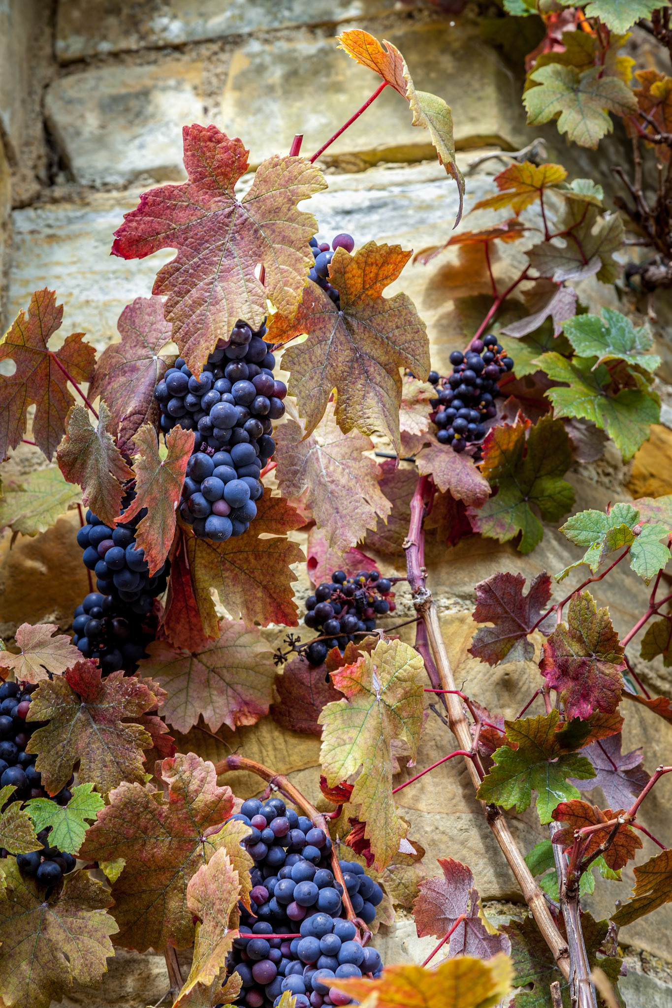 Bunches of ripe black grapes on the vine
