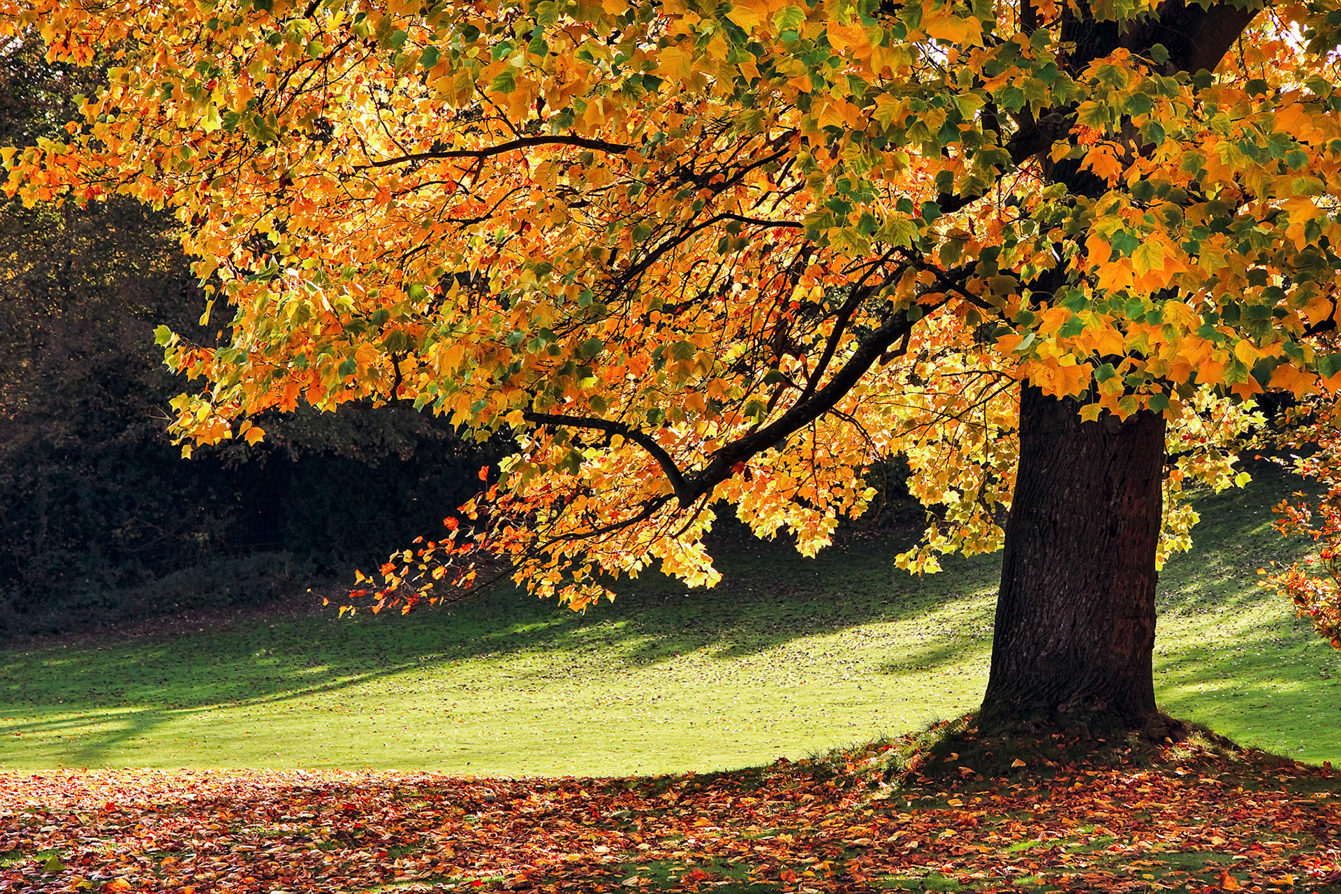Tulip Tree (Liriodendron tulipiferain) in East Grinstead