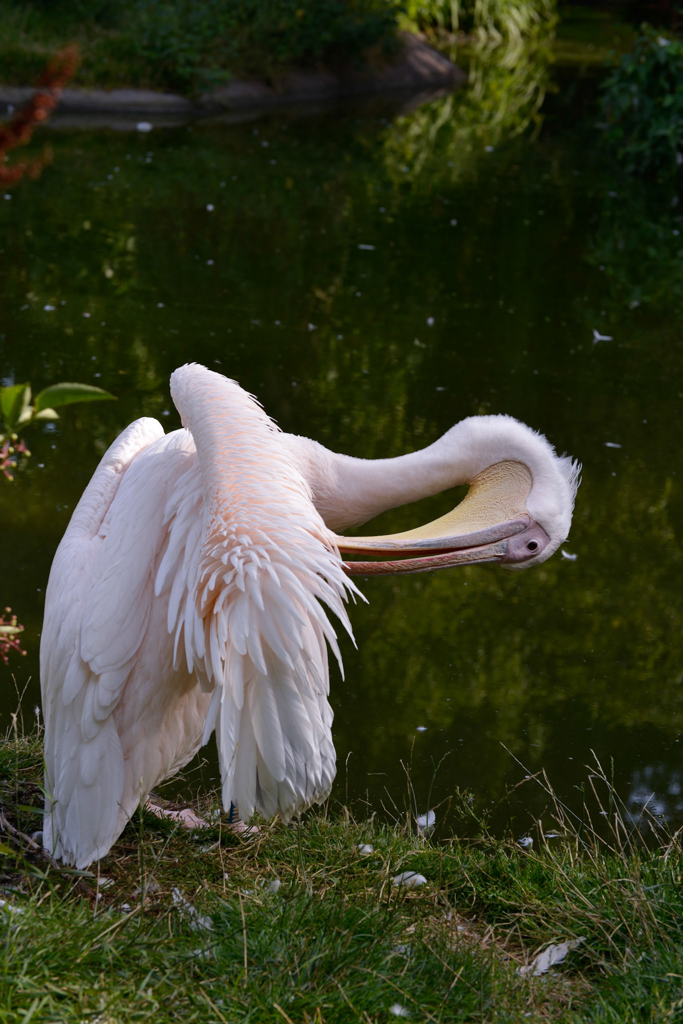 Great White Pelican (Pelecanus onocrotalus) preening by the lake