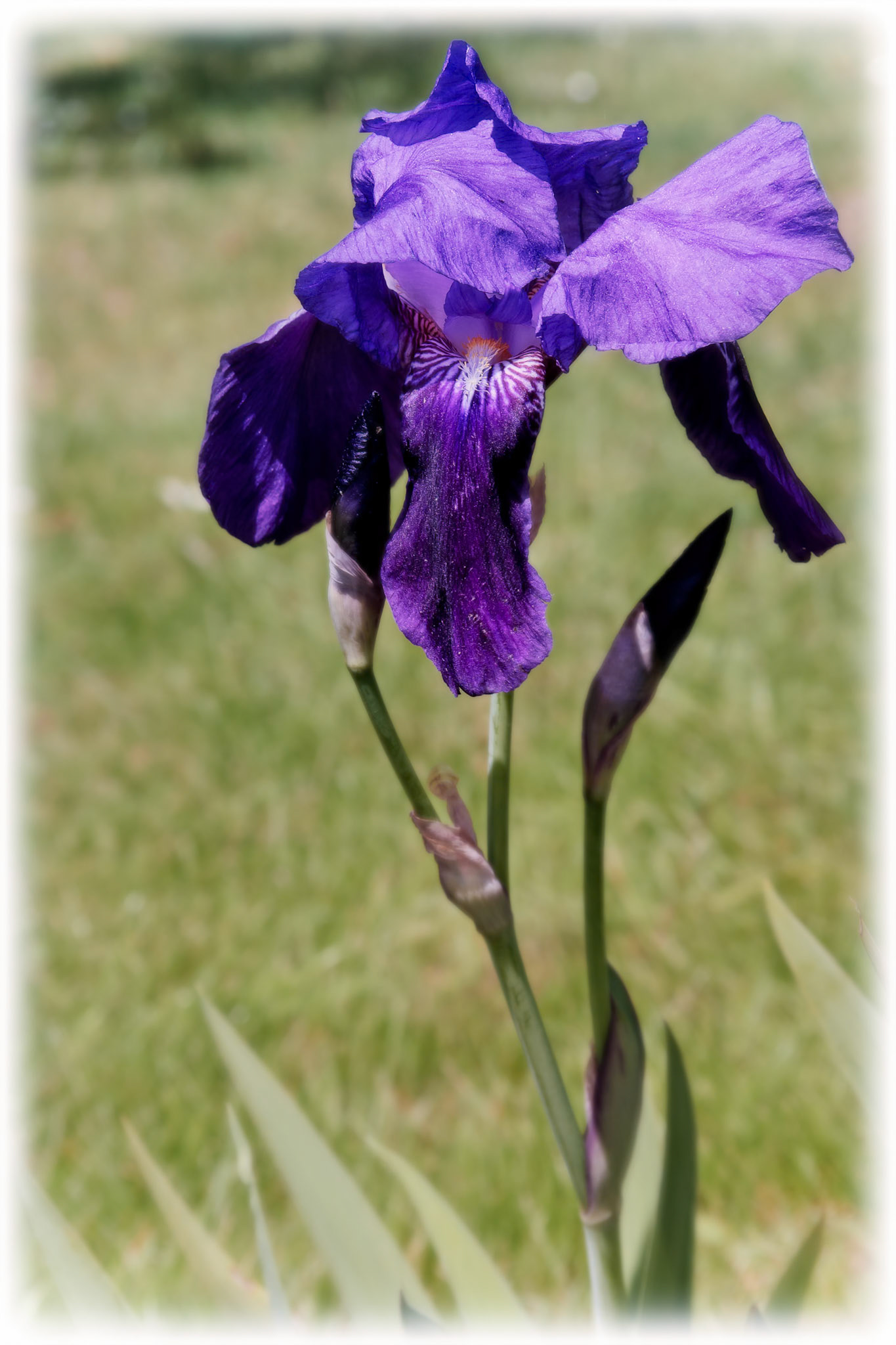 Iris (Irideae) Flowering in an English Garden