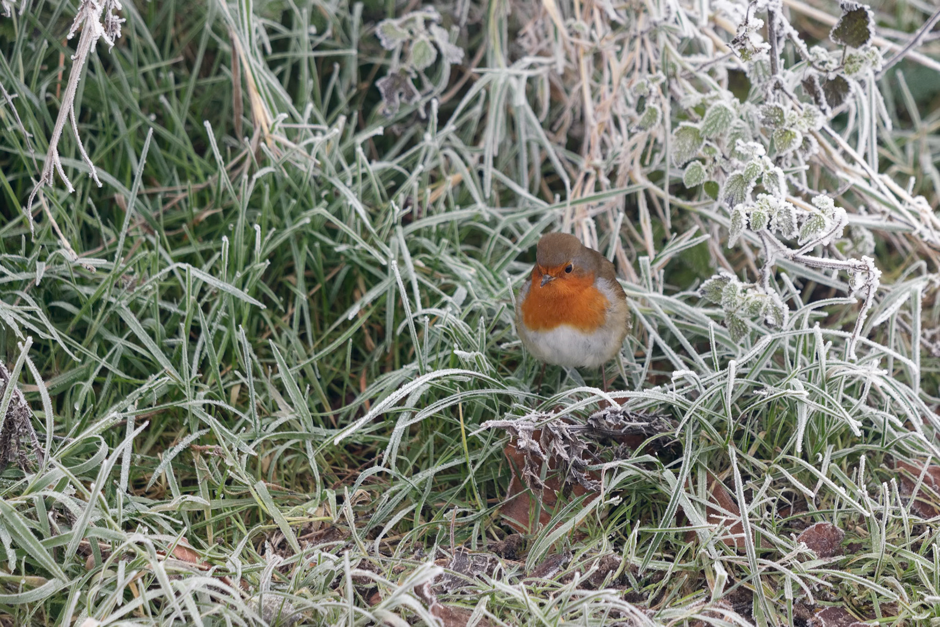 Close-up of an alert Robin standing in grass covered with hoar frost on a winters morning