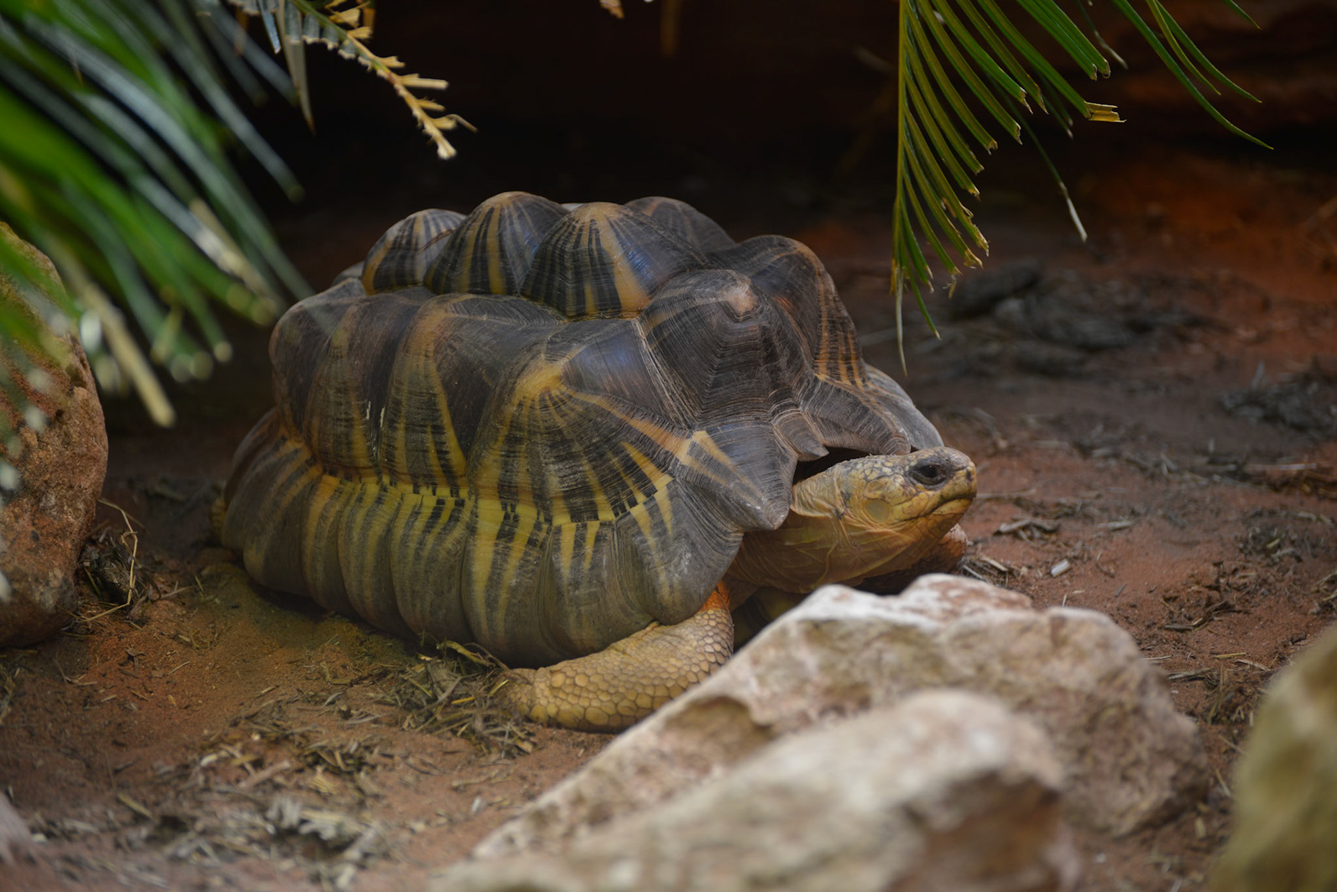 Radiated Tortoise (Astrochelys radiata)