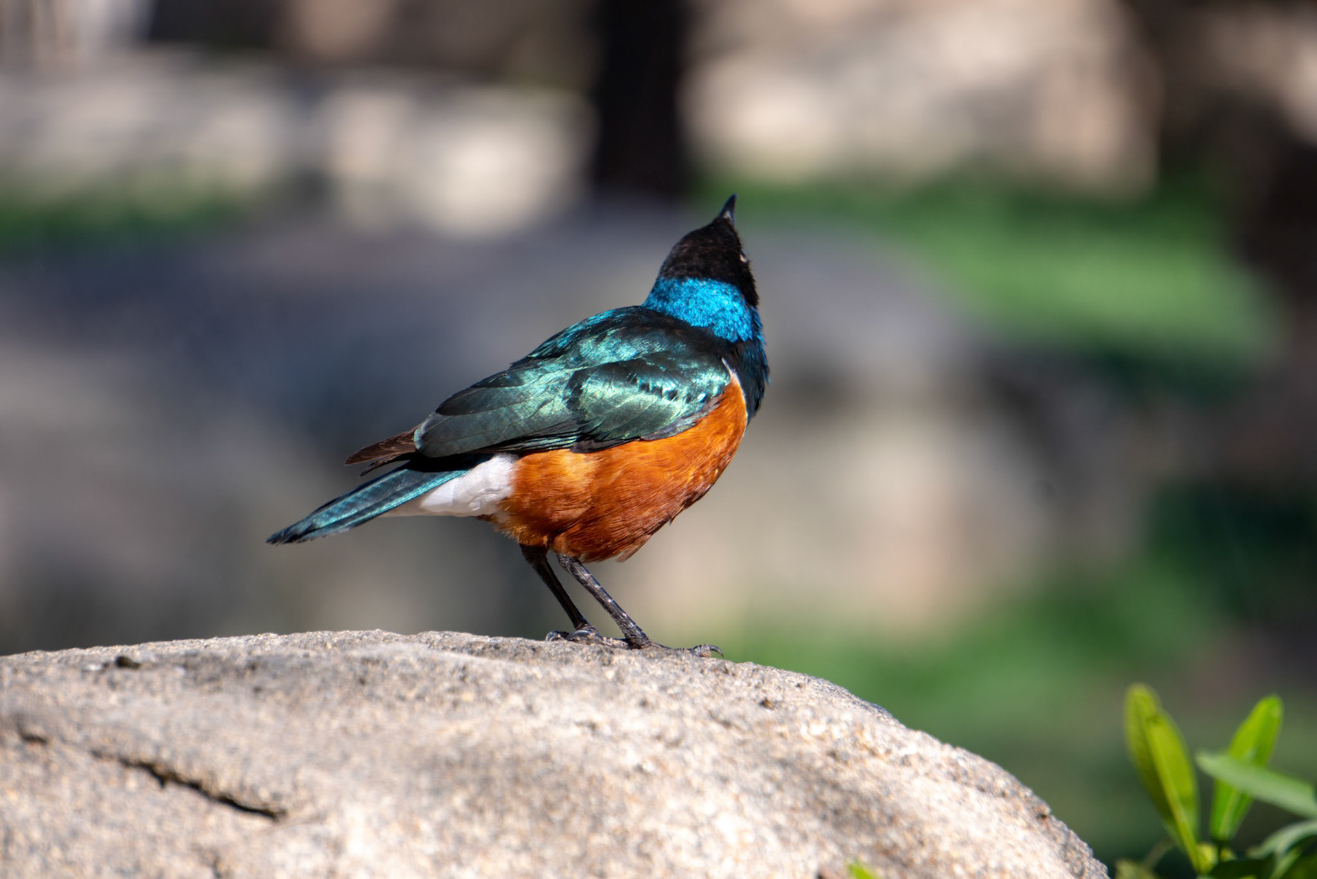 VALENCIA, SPAIN - FEBRUARY 26 : Superb Spreo Starling (Lamprotornis superbus) at the Bioparc in Valencia Spain on February 26, 2019